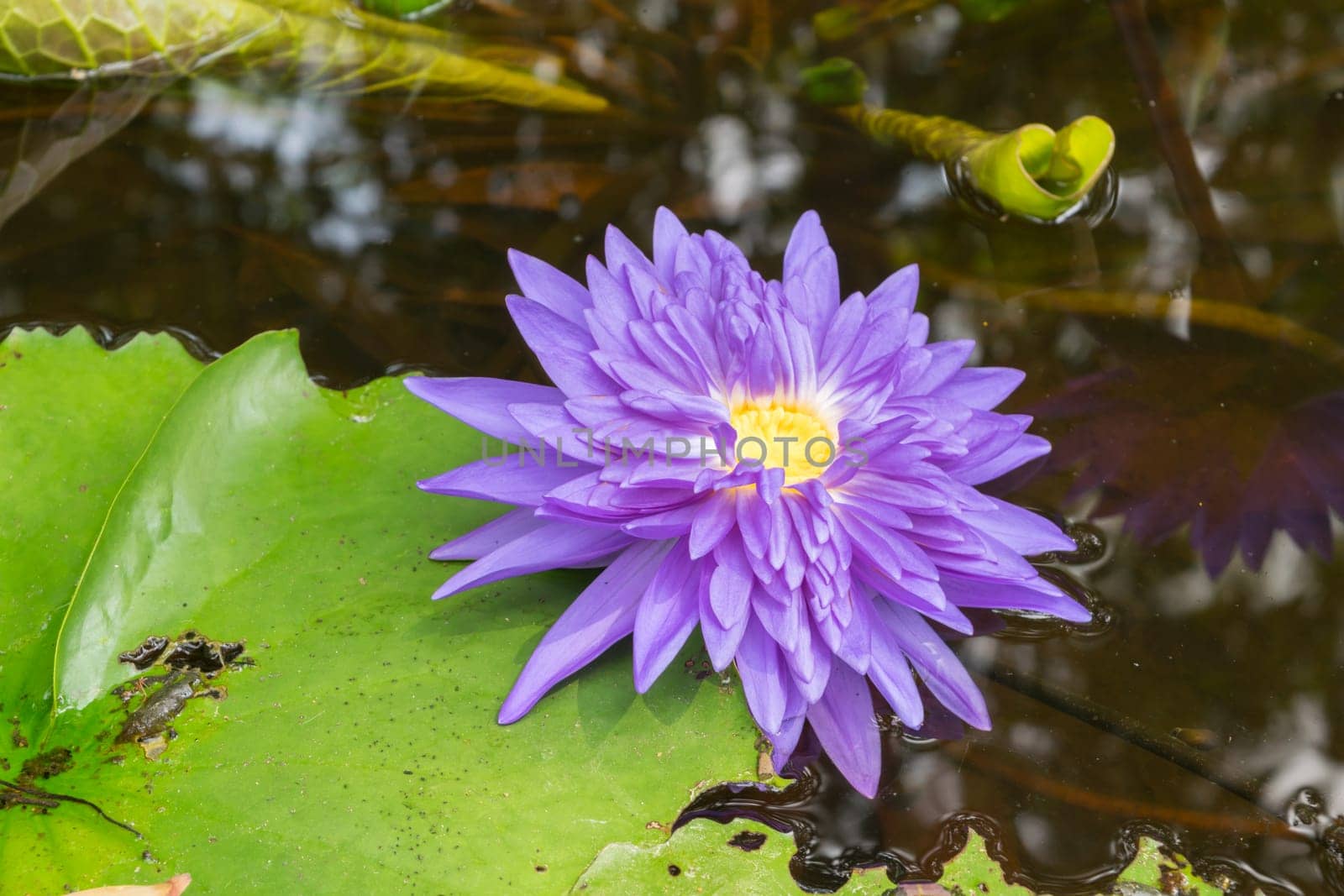 Lotus waterlily flower purple color, Naturally beautiful flowers in the garden