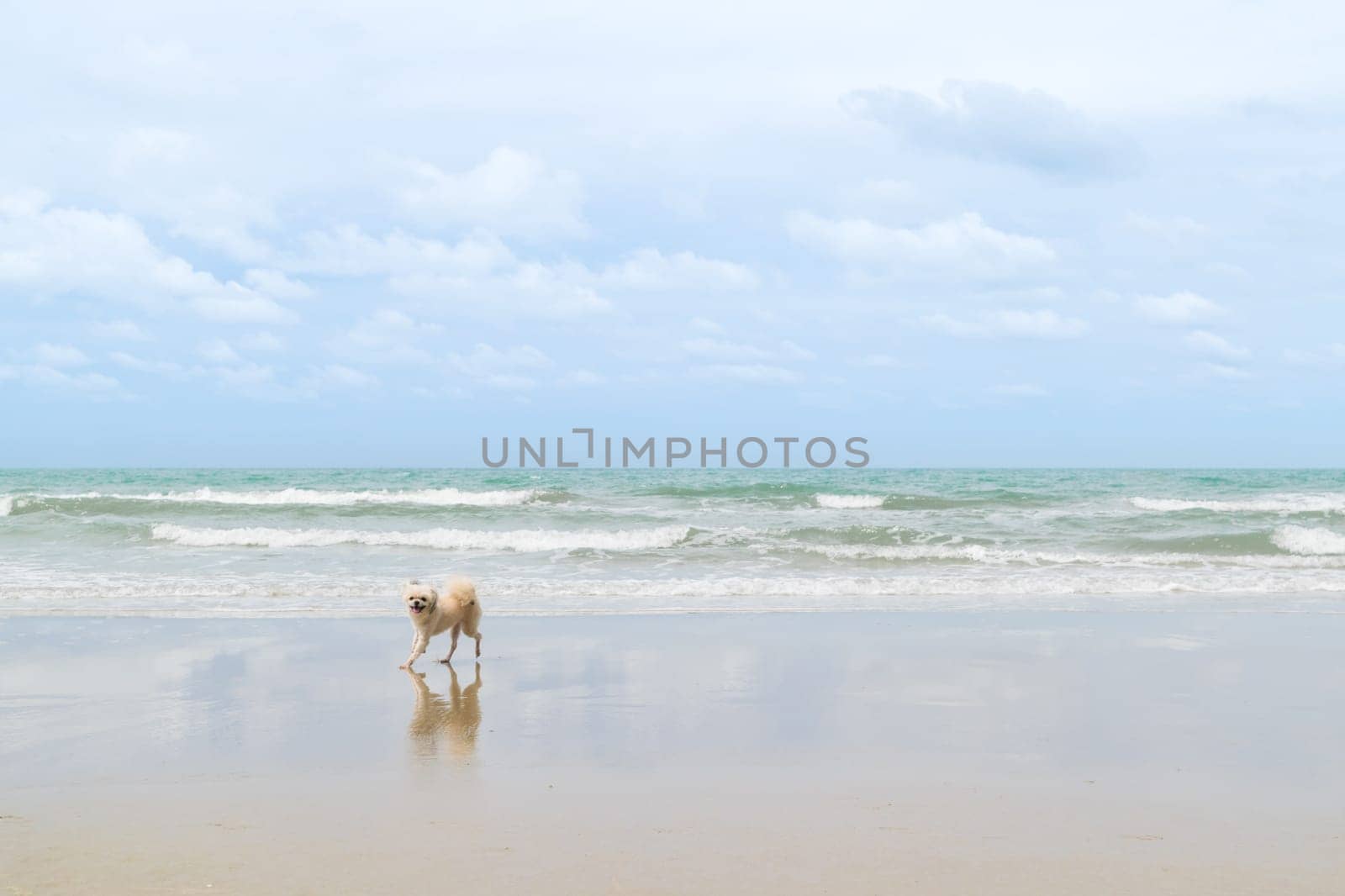 Dog so cute beige color mixed breed with Shih-Tzu, Pomeranian and Poodle  travel run on beach