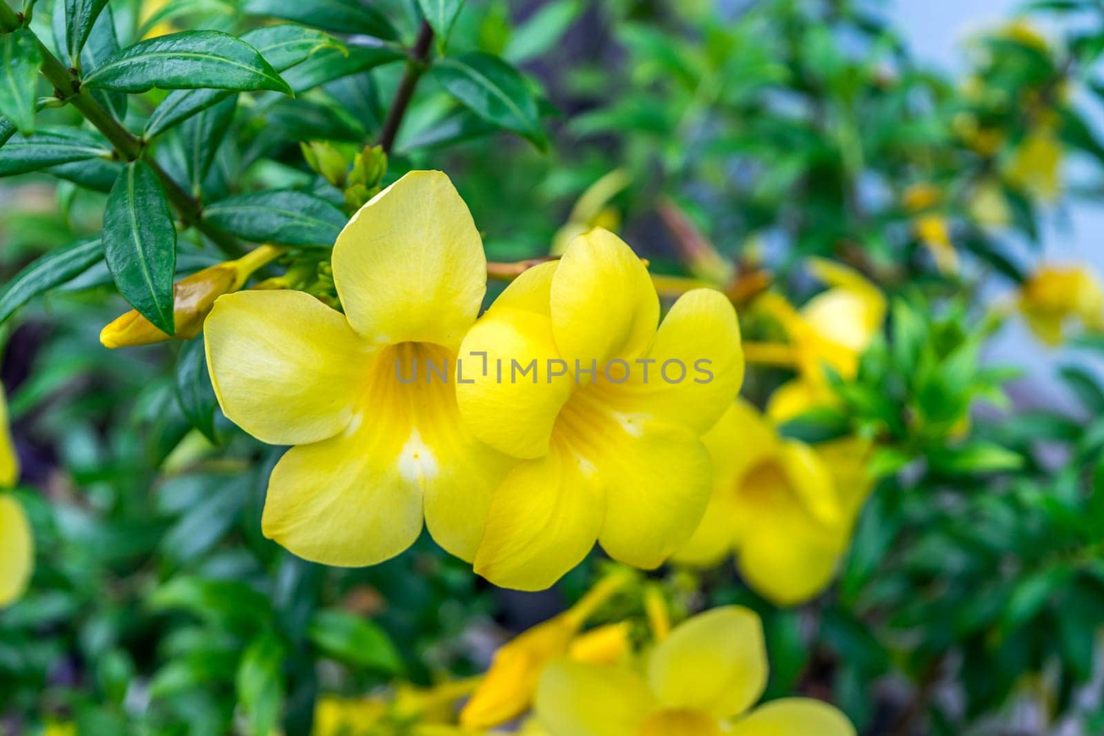 Flower (Allamanda cathartica) yellow color, Naturally beautiful flowers in the garden