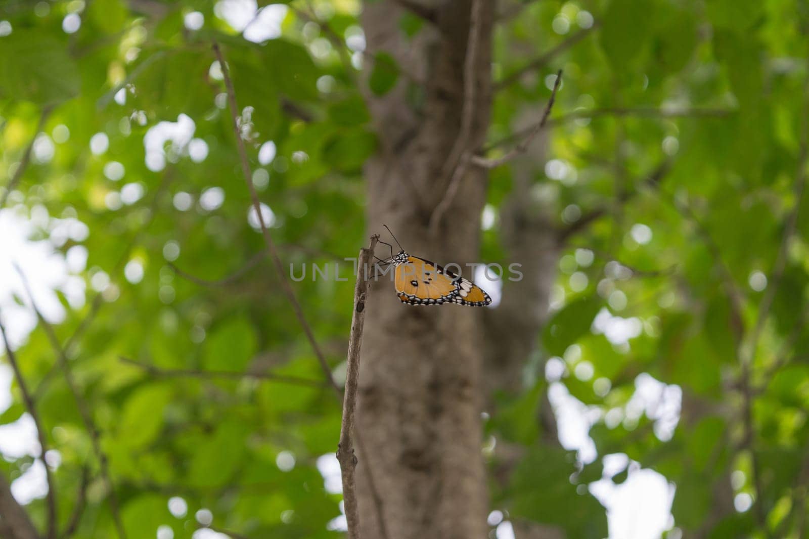 Orange butterfly on the tree with defocused bokeh sun lights in background