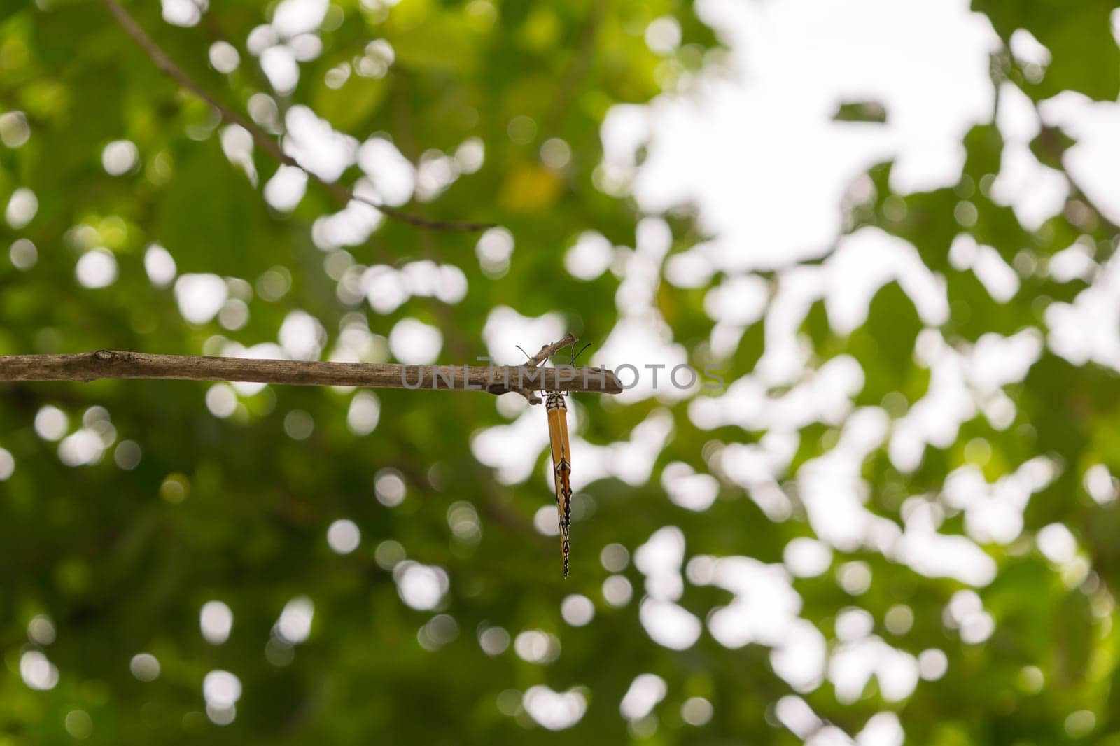 Orange butterfly on the tree with defocused bokeh sun lights in background