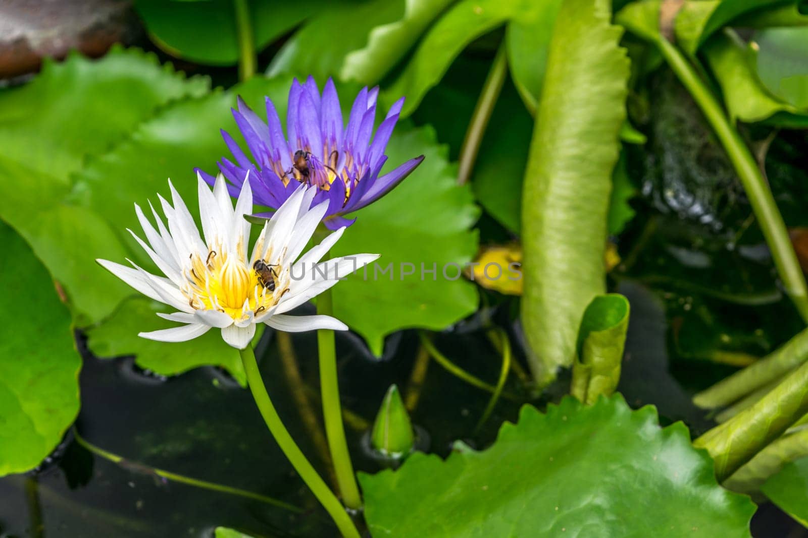 Lotus flower (Lotus, Water-lily, Tropical water-lily or Nymphaea nouchali) white and purple color, Naturally beautiful flowers in the garden