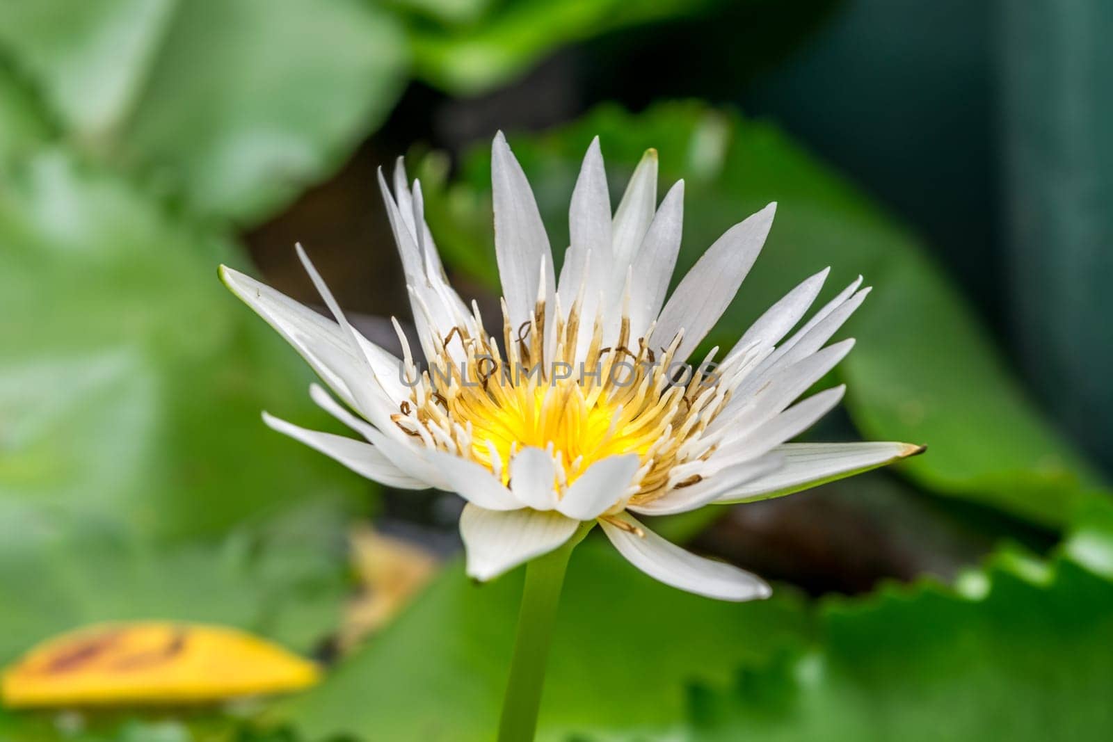 Lotus flower (Lotus, Water-lily, Tropical water-lily or Nymphaea nouchali) white and yellow color, Naturally beautiful flowers in the garden