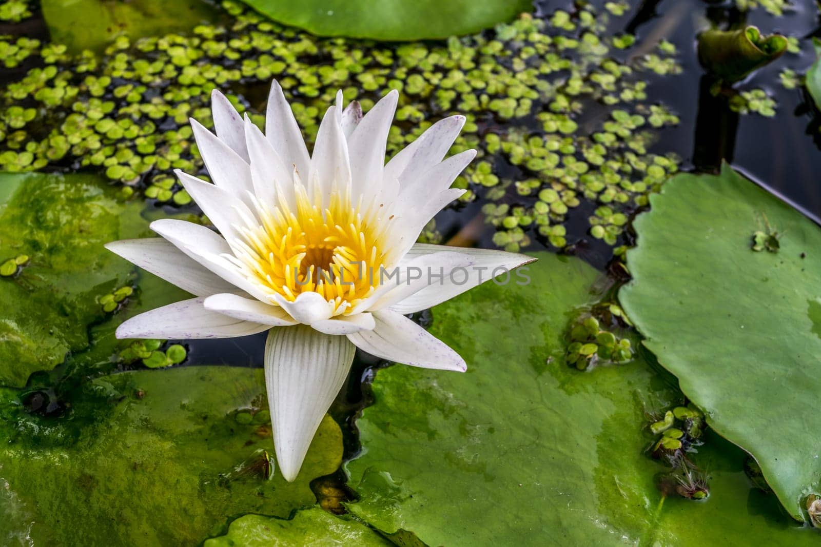 Lotus flower (Lotus, Water-lily, Tropical water-lily or Nymphaea nouchali) white and yellow color, Naturally beautiful flowers in the garden