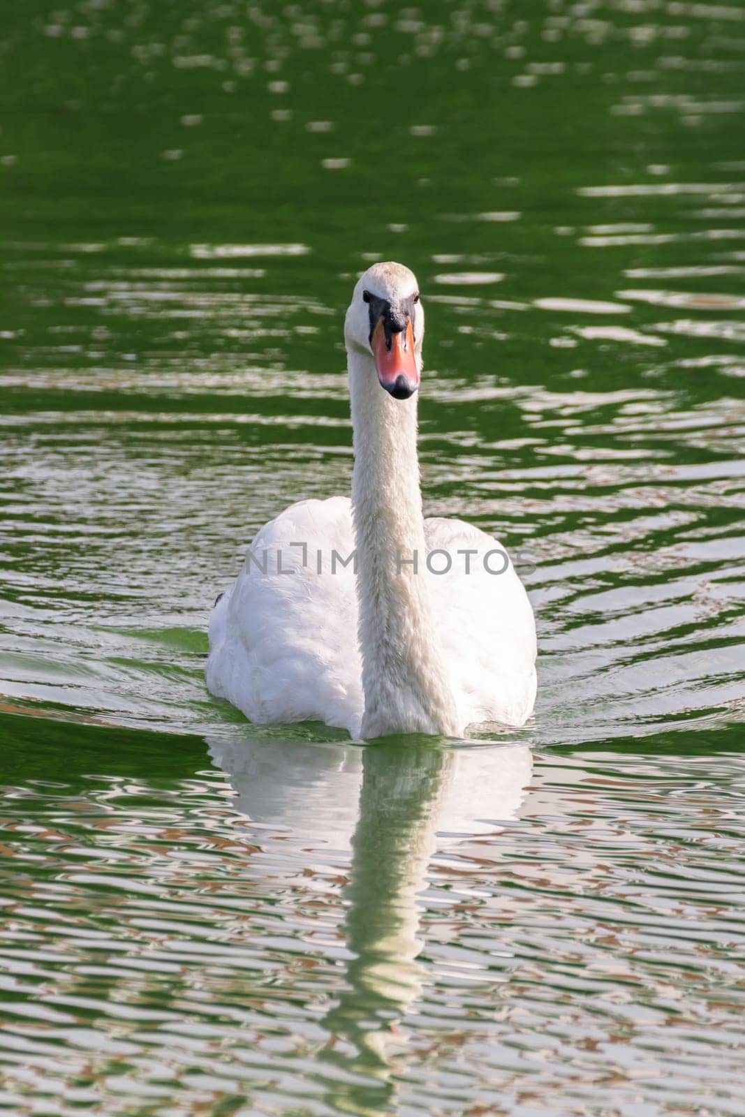 Bird (Swans, Mute swans or Cygnus) white color swimming in a pond or water in a nature wild