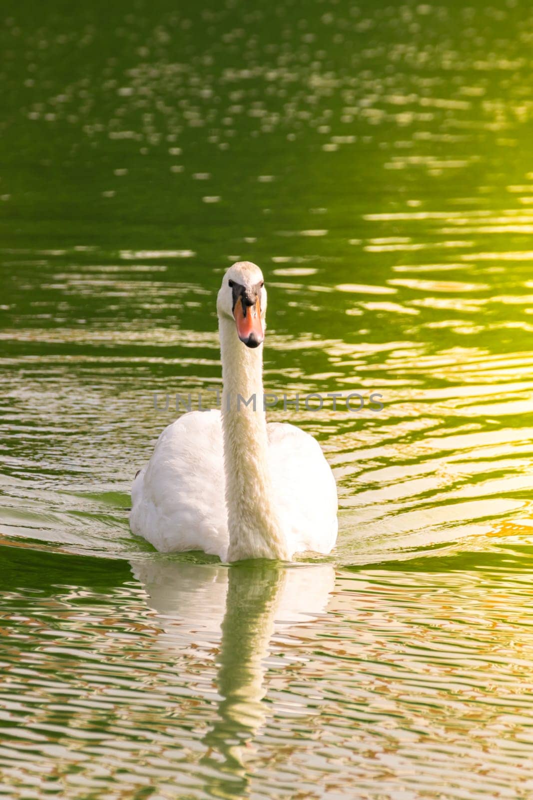 Bird (Swans, Mute swans or Cygnus) white color swimming in a pond or water in a nature wild