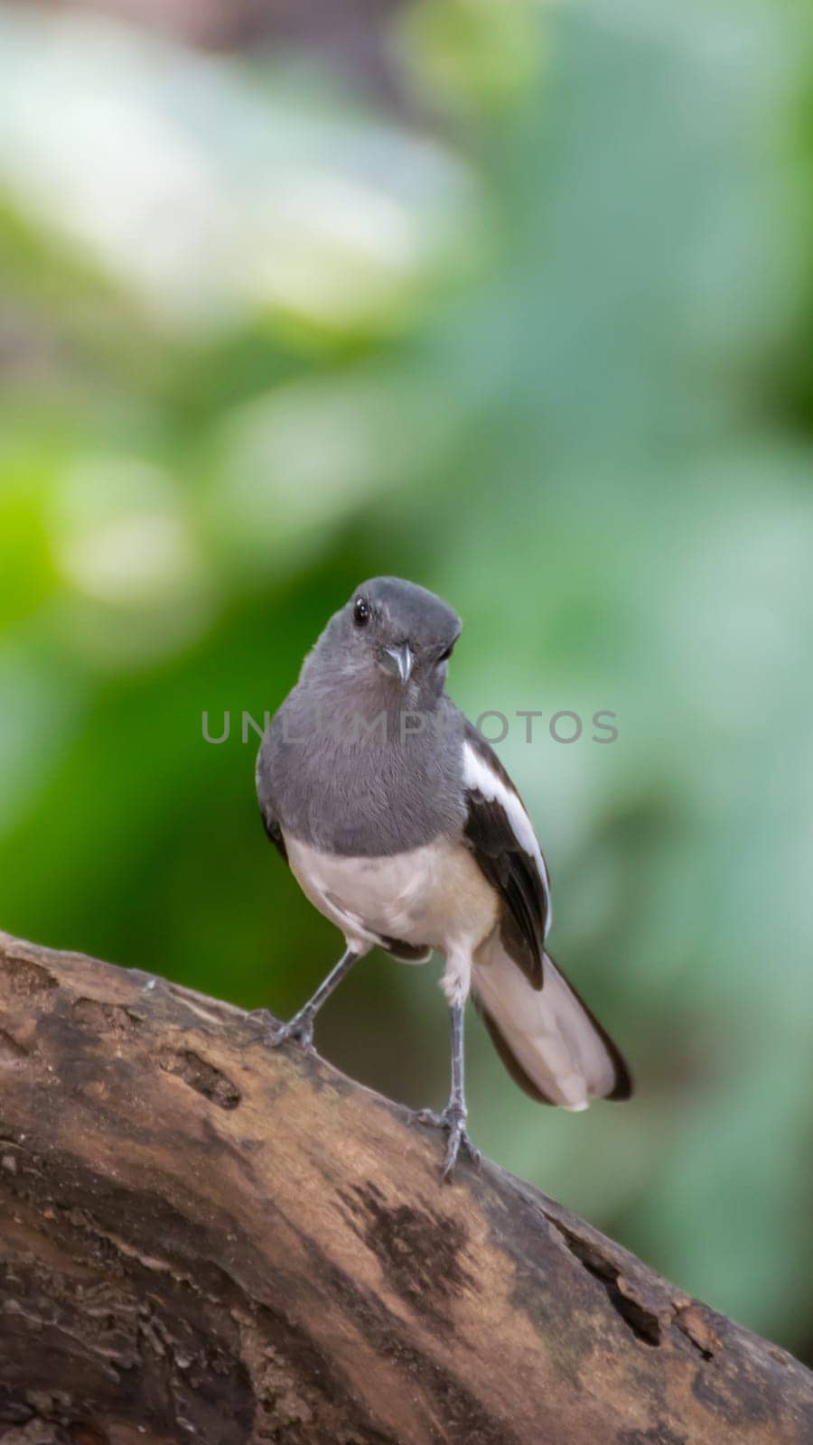 Bird (Oriental magpie-robin or Copsychus saularis) female black, gray and white color perched on a tree in a nature wild