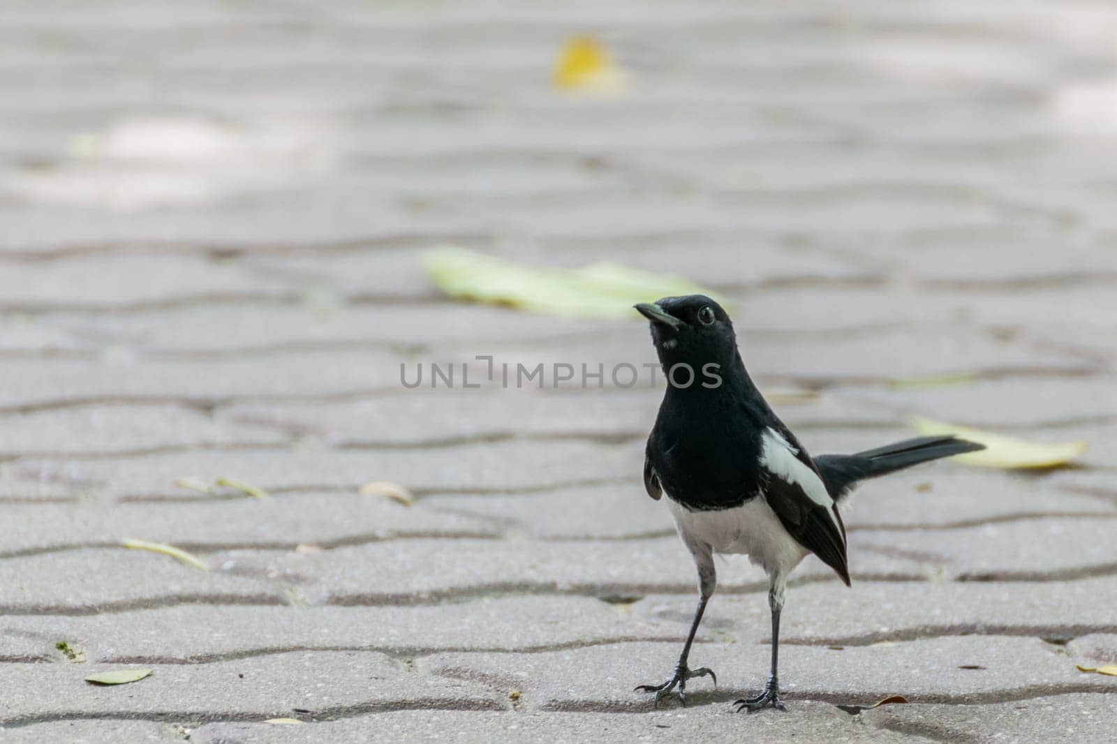Bird (Oriental magpie-robin or Copsychus saularis) male black and white color perched on floor in a nature wild