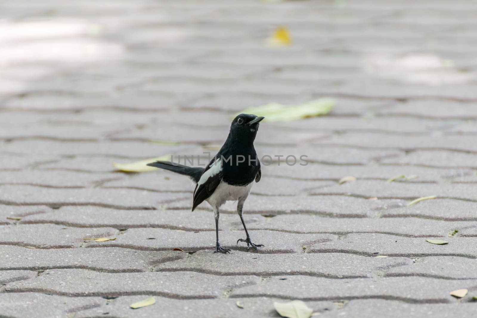 Bird (Oriental magpie-robin or Copsychus saularis) male black and white color perched on floor in a nature wild
