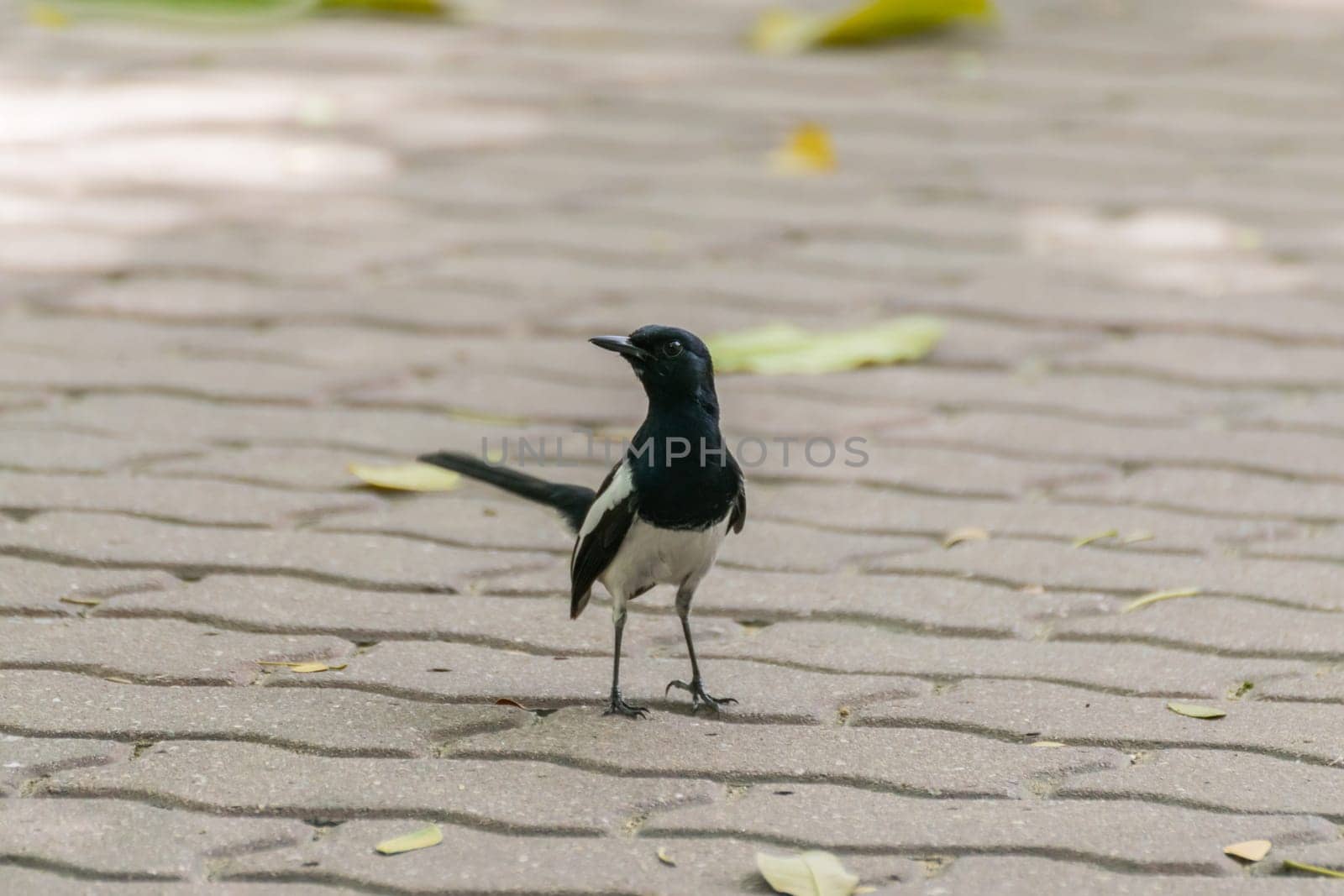 Bird (Oriental magpie-robin or Copsychus saularis) male black and white color perched on floor in a nature wild