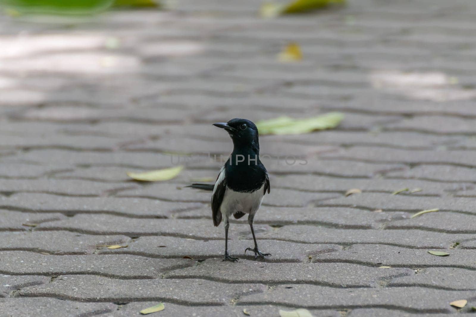 Bird (Oriental magpie-robin or Copsychus saularis) male black and white color perched on floor in a nature wild