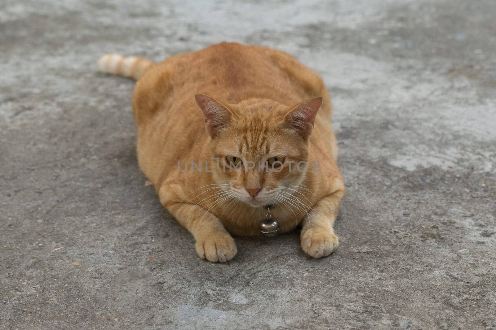 Thai cute cat laying on floor