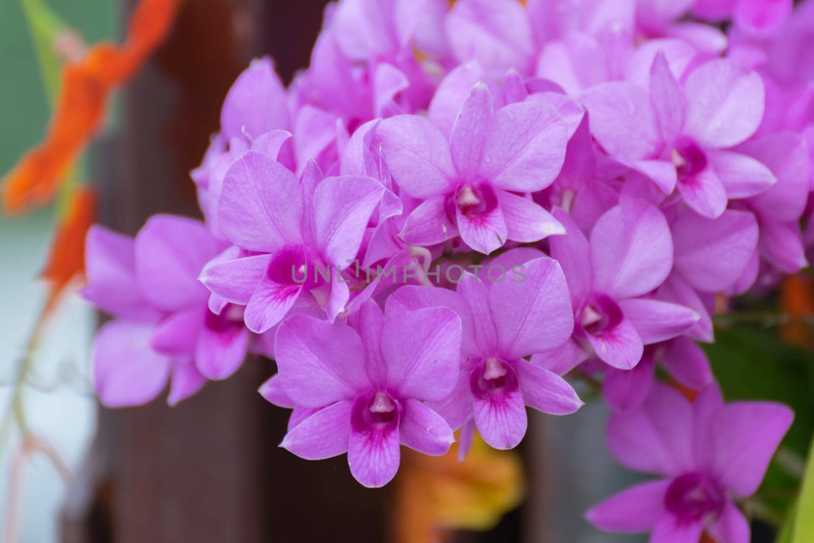 Flower (Orchidaceae or Orchid Flower) purple, violet, white and pink color, Naturally beautiful flowers in the garden