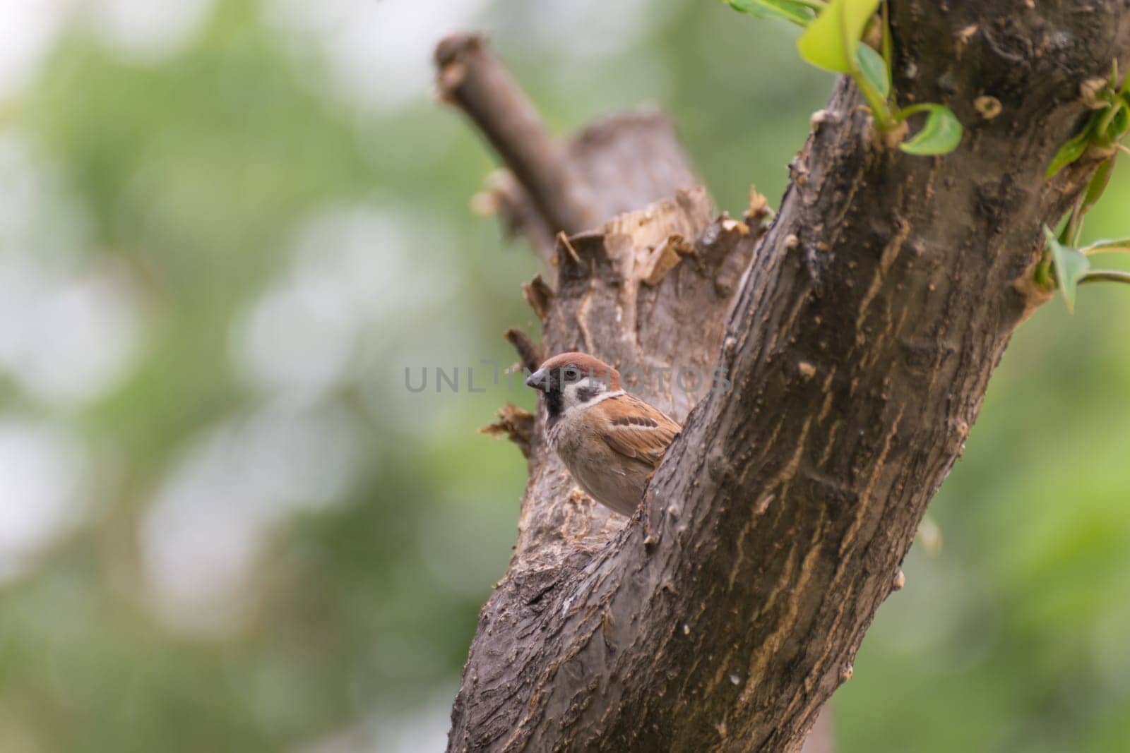 Bird (Eurasian Tree Sparrow) perched on a tree in the garden