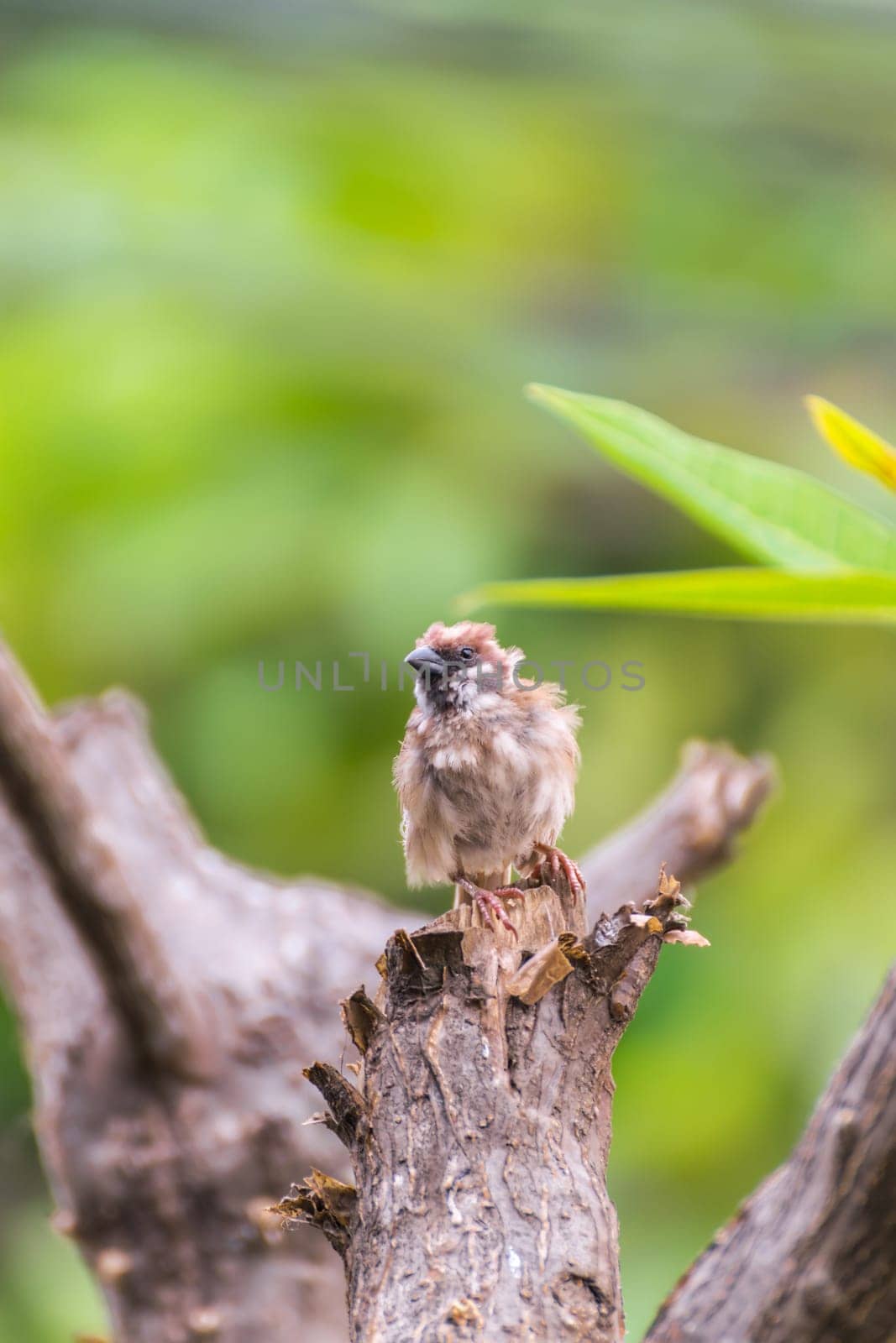Bird (Eurasian tree sparrow, Passer montanus) is a passerine bird in the sparrow family with a rich chestnut crown and nape and black patch on each pure white cheek perched on a tree in a nature wild