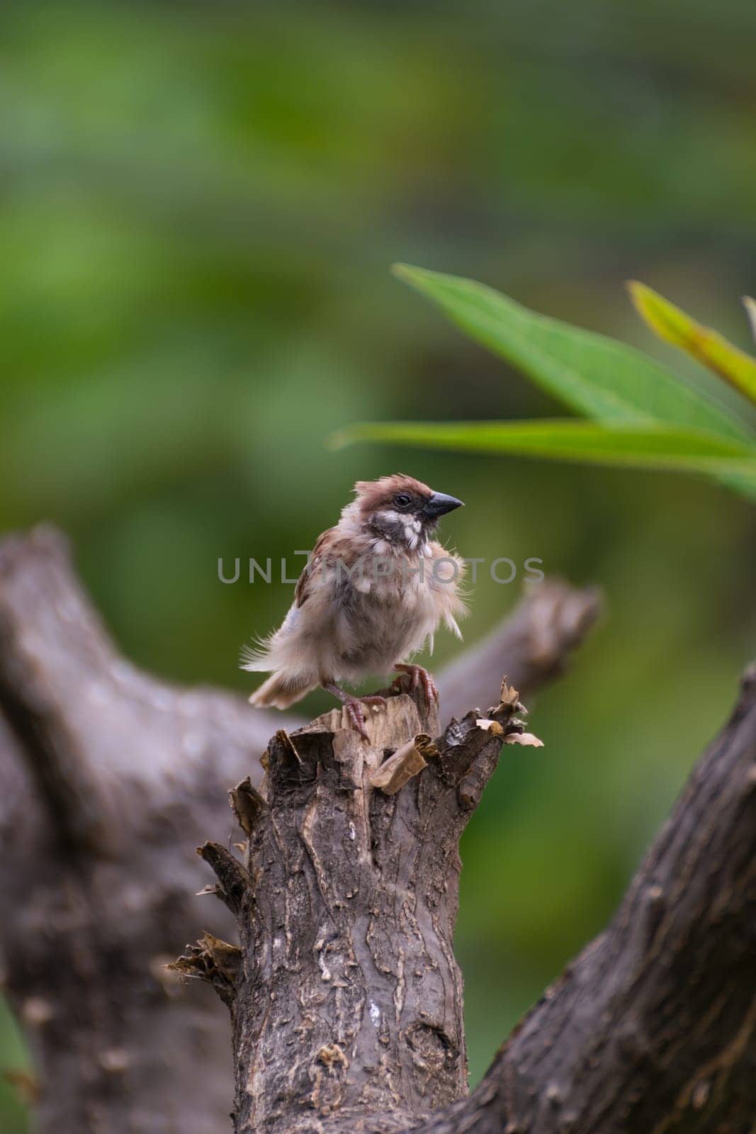 Bird (Eurasian Tree Sparrow) perched on a tree in the garden