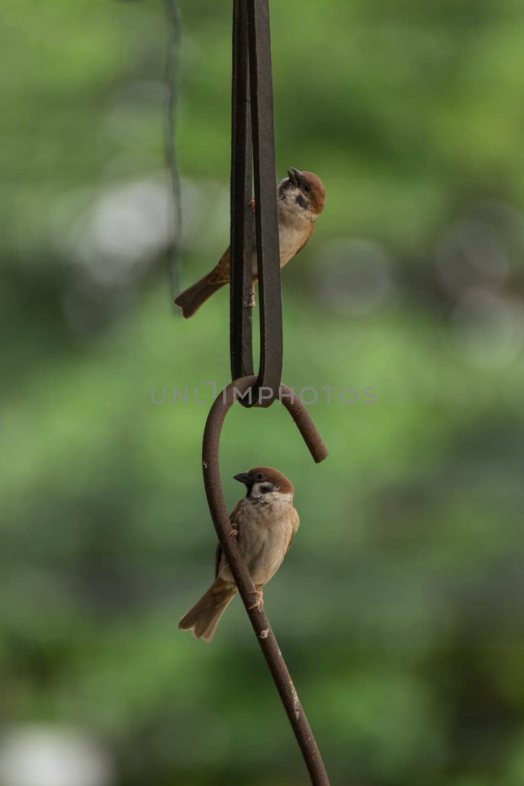 Bird (Eurasian Tree Sparrow) perched on a iron claw in the garden