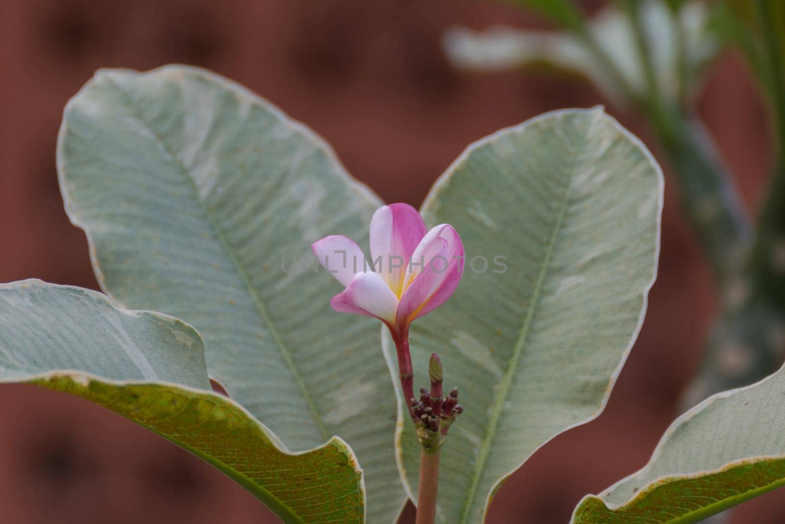 Flower (Plumeria flower) white and pink color, Naturally beautiful flowers in the garden