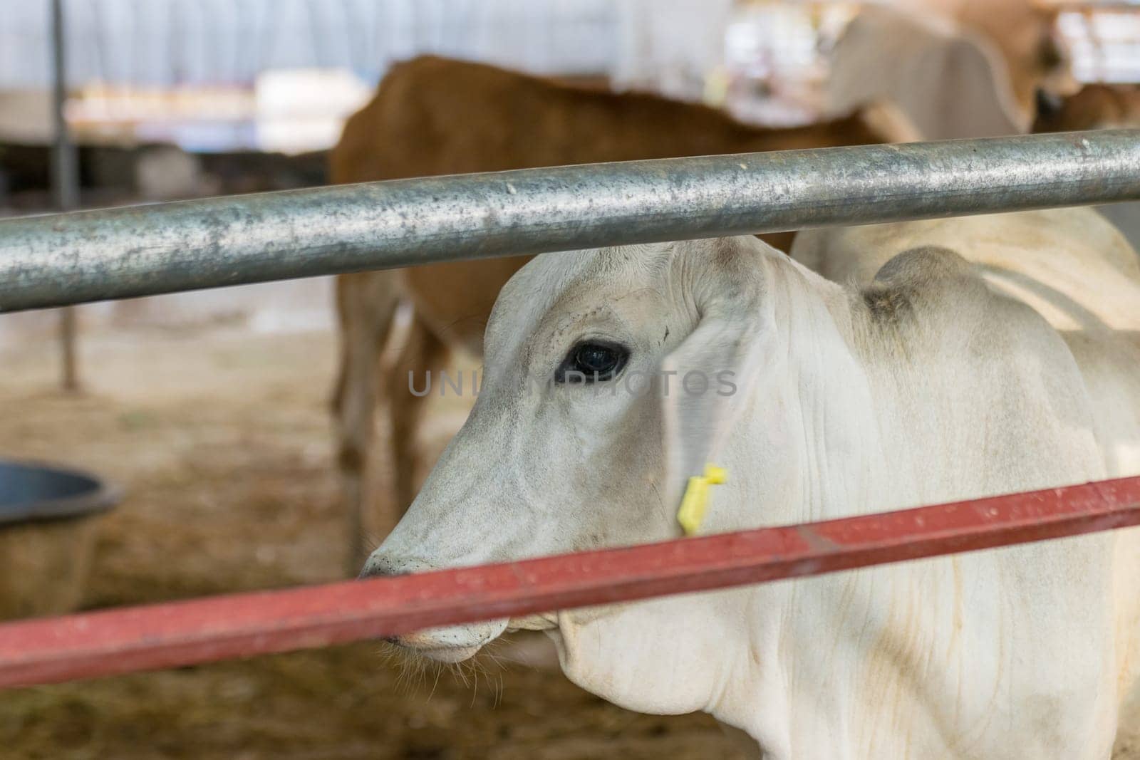 Cow brown color in farm with food feeding