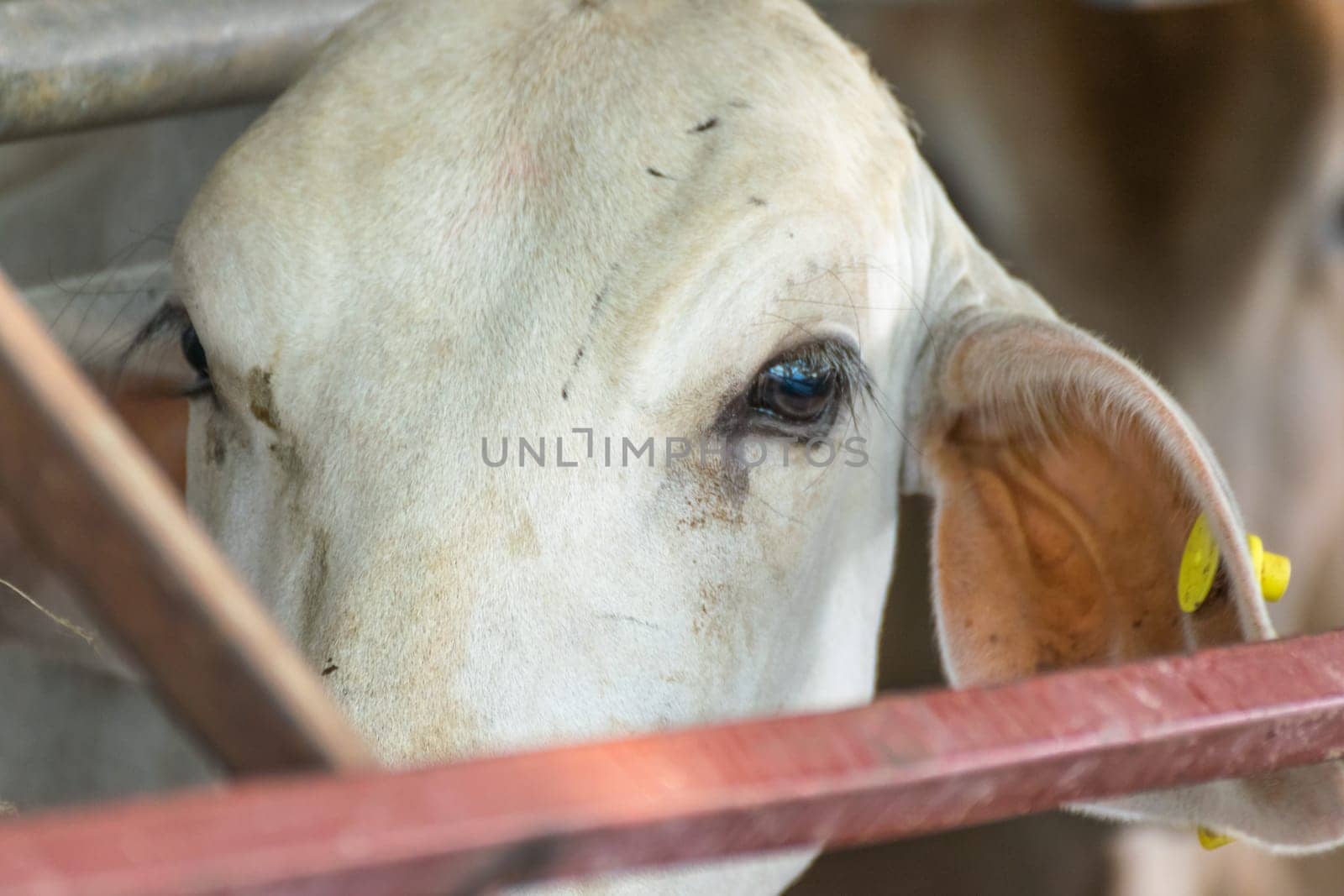 Cow brown color in farm with food feeding