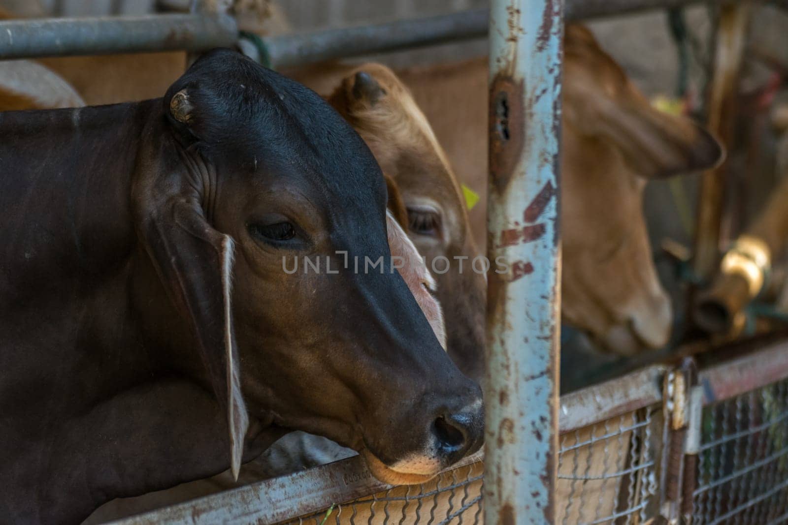 Cow brown color in farm with food feeding