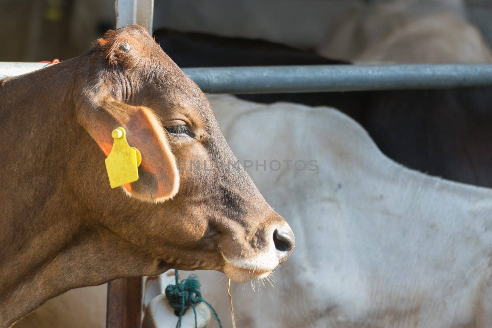 Cow brown color in farm with food feeding
