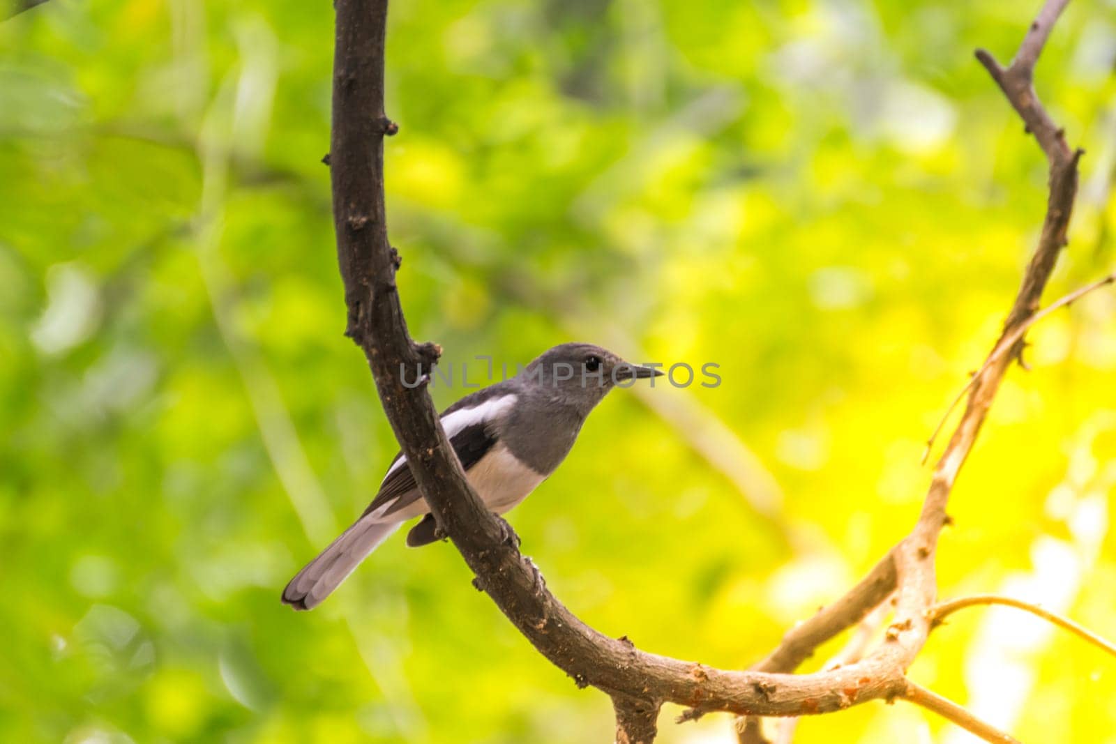Bird (Oriental magpie-robin or Copsychus saularis) female black, gray and white color perched on a tree in a nature wild