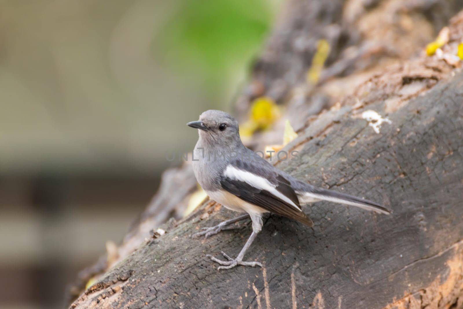 Bird (Oriental magpie-robin or Copsychus saularis) female black, gray and white color perched on a tree in a nature wild