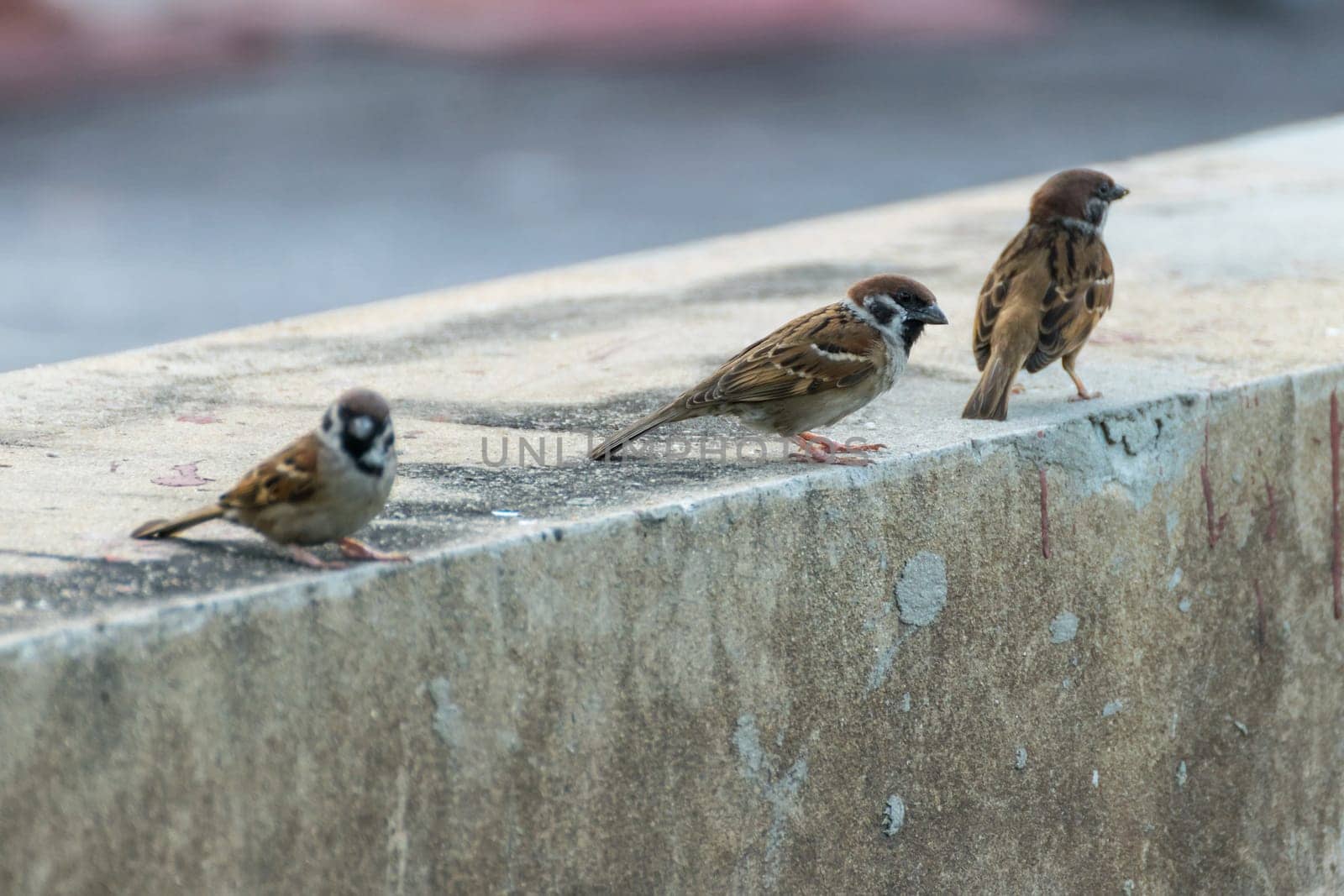 Bird (Eurasian tree sparrow, Passer montanus) is a passerine bird in the sparrow family with a rich chestnut crown and nape and black patch on each pure white cheek perched on a tree in a nature wild