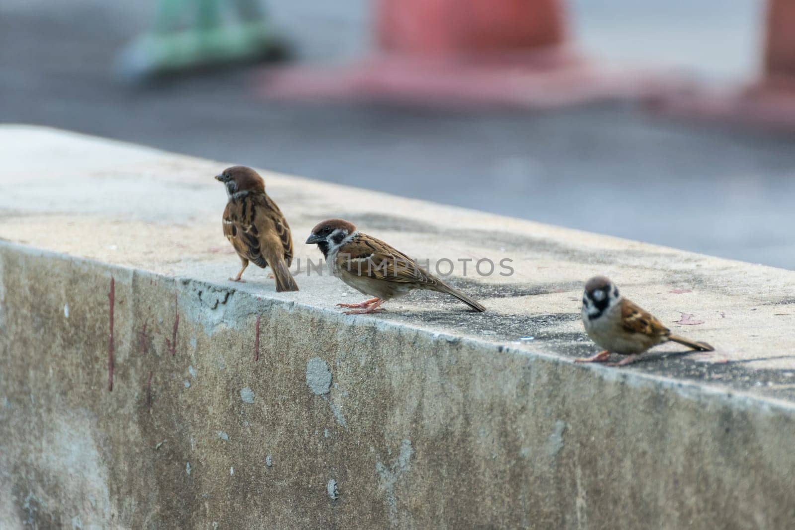 Bird (Eurasian tree sparrow, Passer montanus) is a passerine bird in the sparrow family with a rich chestnut crown and nape and black patch on each pure white cheek perched on a tree in a nature wild