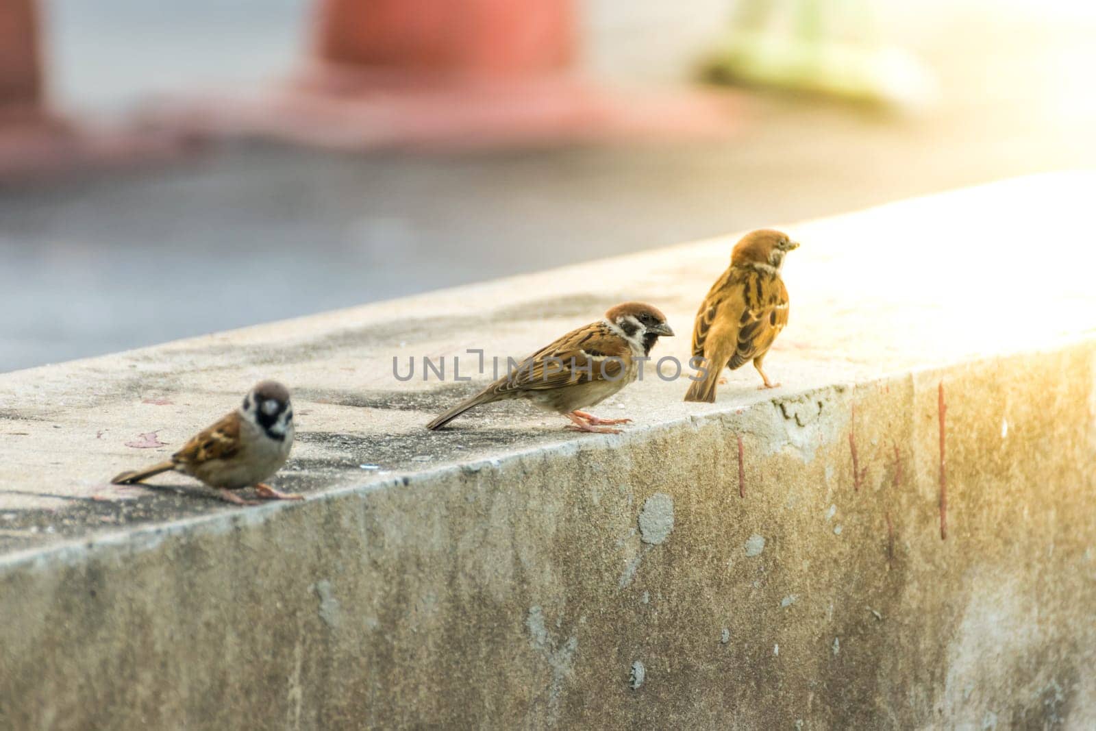 Bird (Eurasian tree sparrow, Passer montanus) is a passerine bird in the sparrow family with a rich chestnut crown and nape and black patch on each pure white cheek perched on a tree in a nature wild