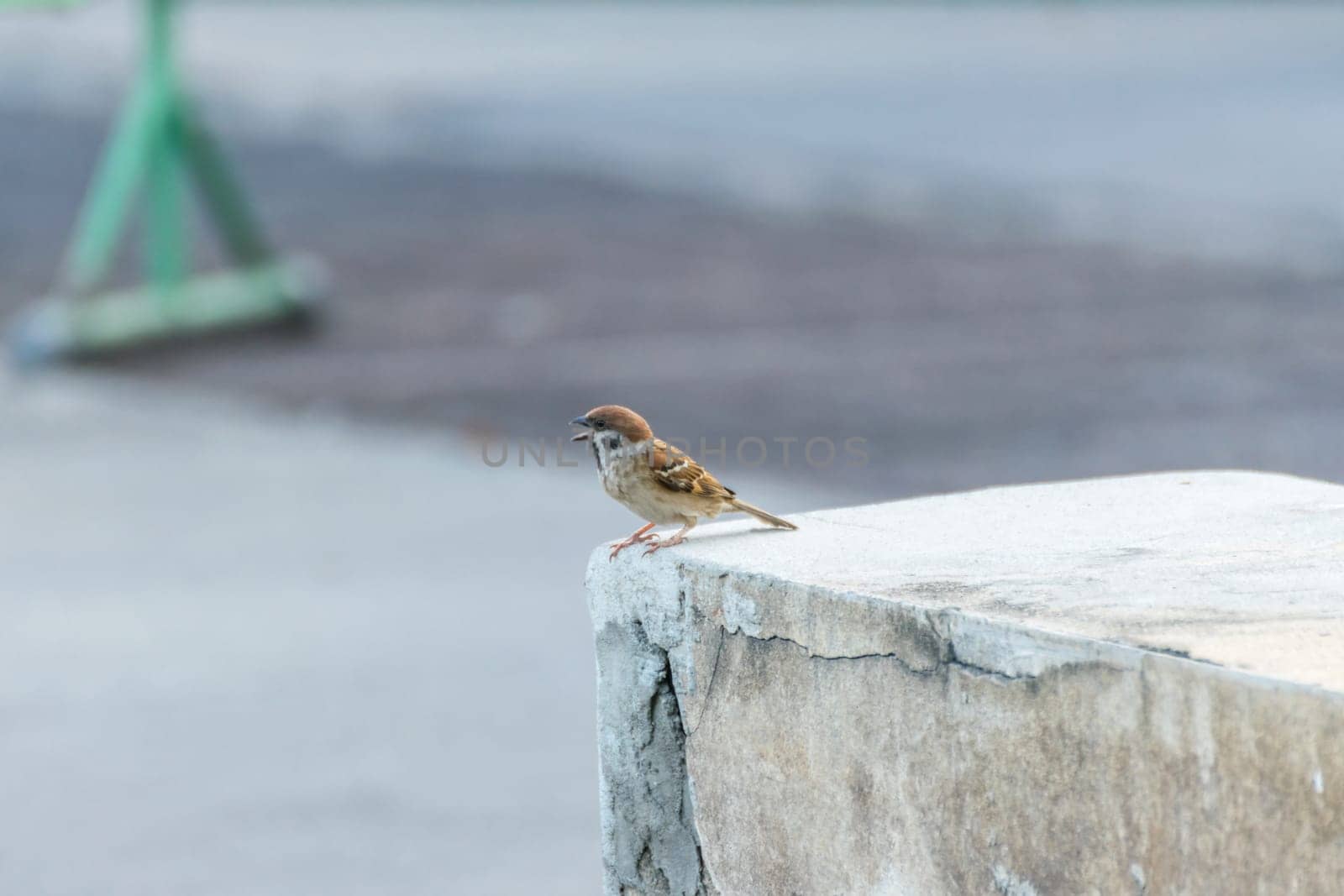 Bird (Eurasian tree sparrow, Passer montanus) is a passerine bird in the sparrow family with a rich chestnut crown and nape and black patch on each pure white cheek perched on a tree in a nature wild