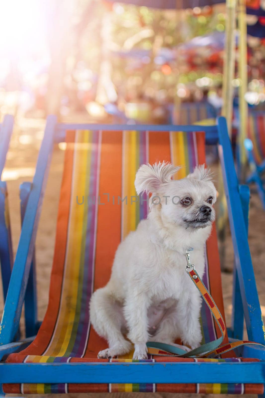 Dog so cute beige color mixed breed with Shih-Tzu, Pomeranian and Poodle sitting on beach chair or beach bed with happy relax when travel at sea with beach