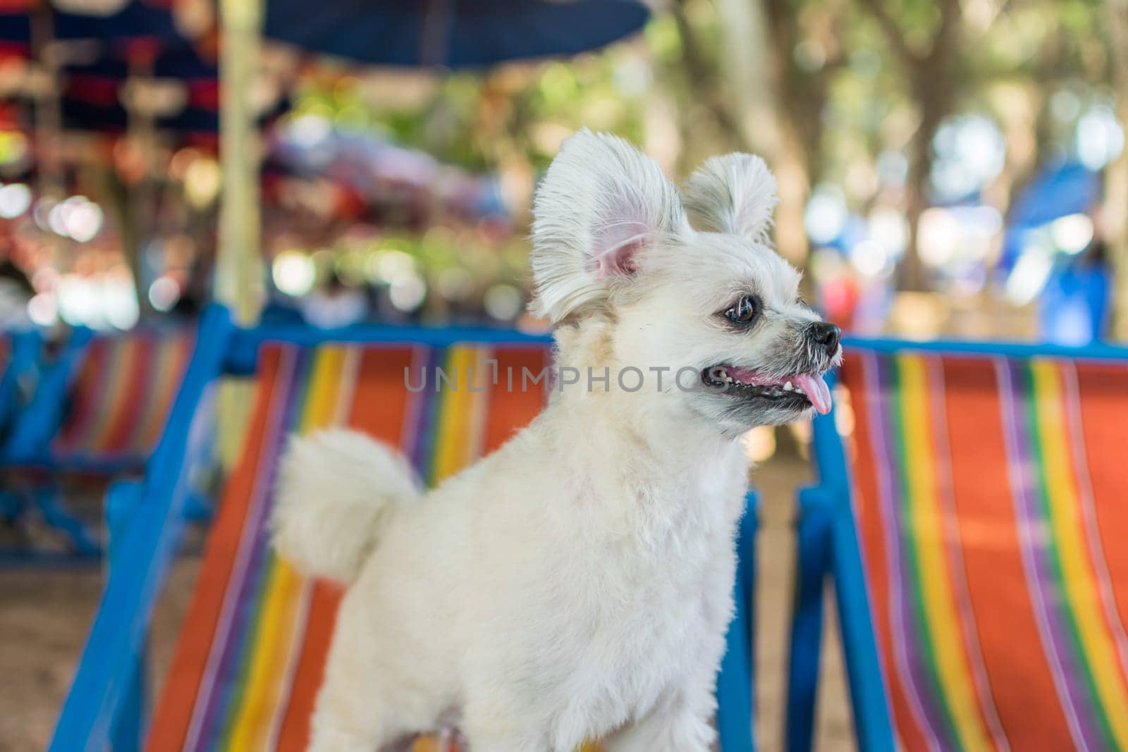 Dog so cute beige color mixed breed with Shih-Tzu, Pomeranian and Poodle sitting on beach chair or beach bed with happy relax when travel at sea with beach