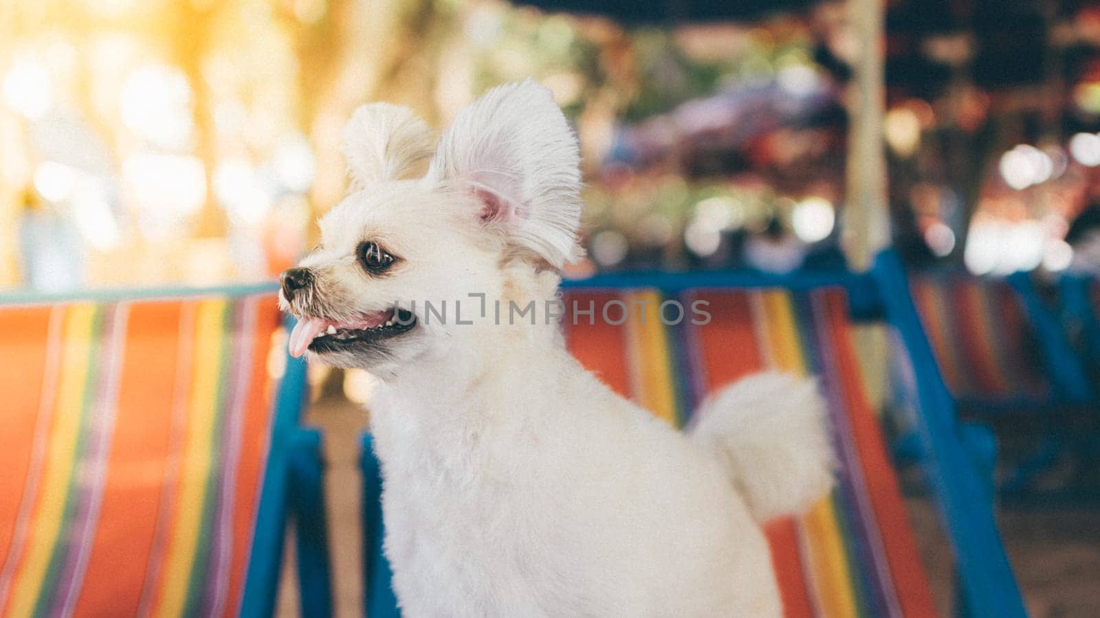 Dog so cute beige color mixed breed with Shih-Tzu, Pomeranian and Poodle sitting on beach chair or beach bed with happy relax when travel at sea with beach