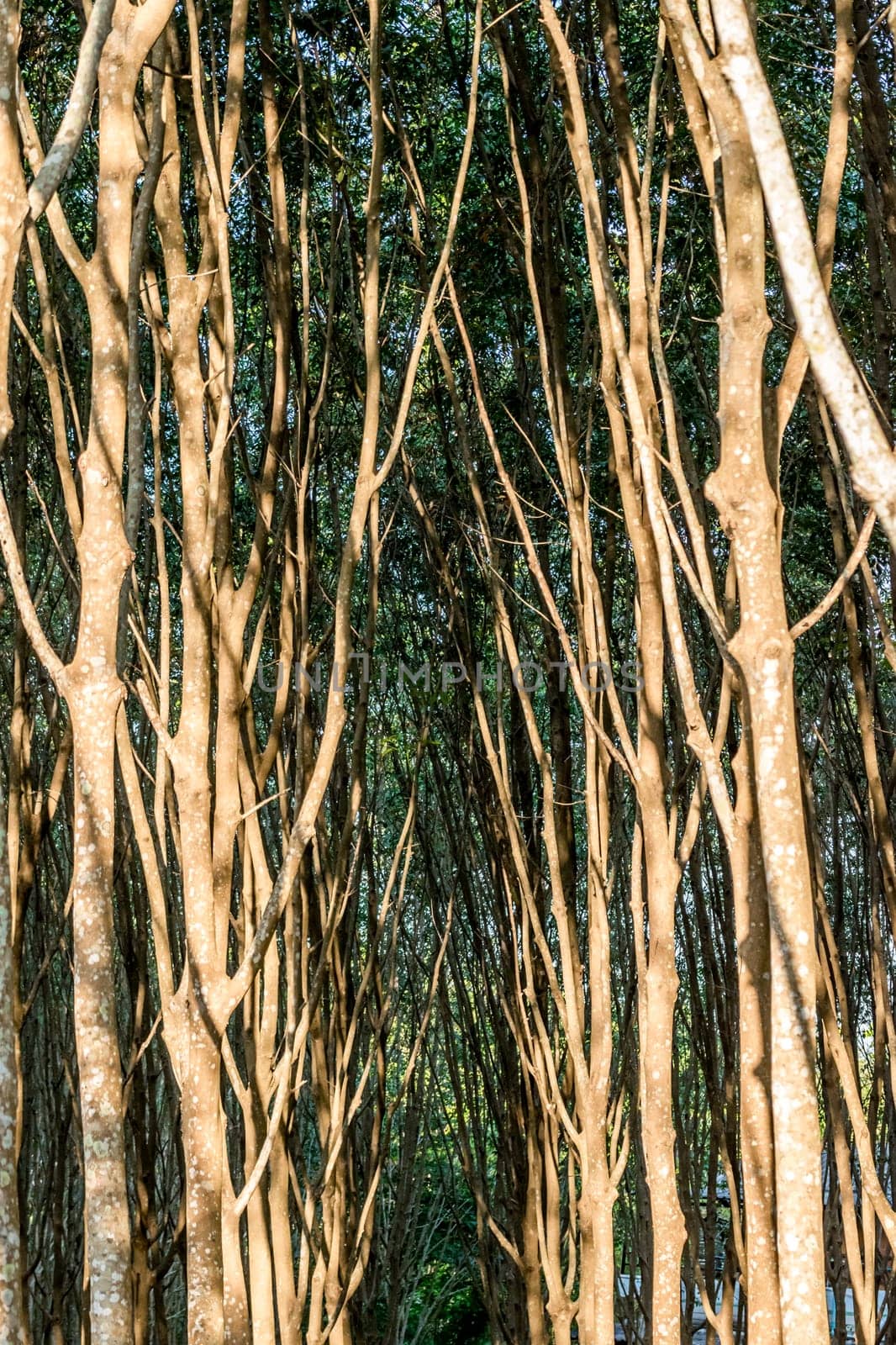 Rubber tree in row at a rubber tree plantation natural latex is a agriculture harvesting natural rubber in white milk color for industry in Thailand