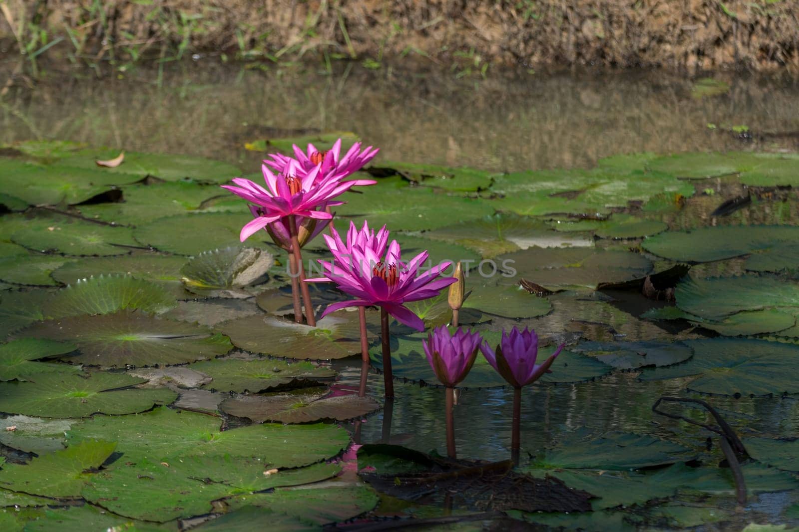 Lotus flower (Lotus or Nelumbo) purple, violet, white and pink color, Naturally beautiful flowers in the garden