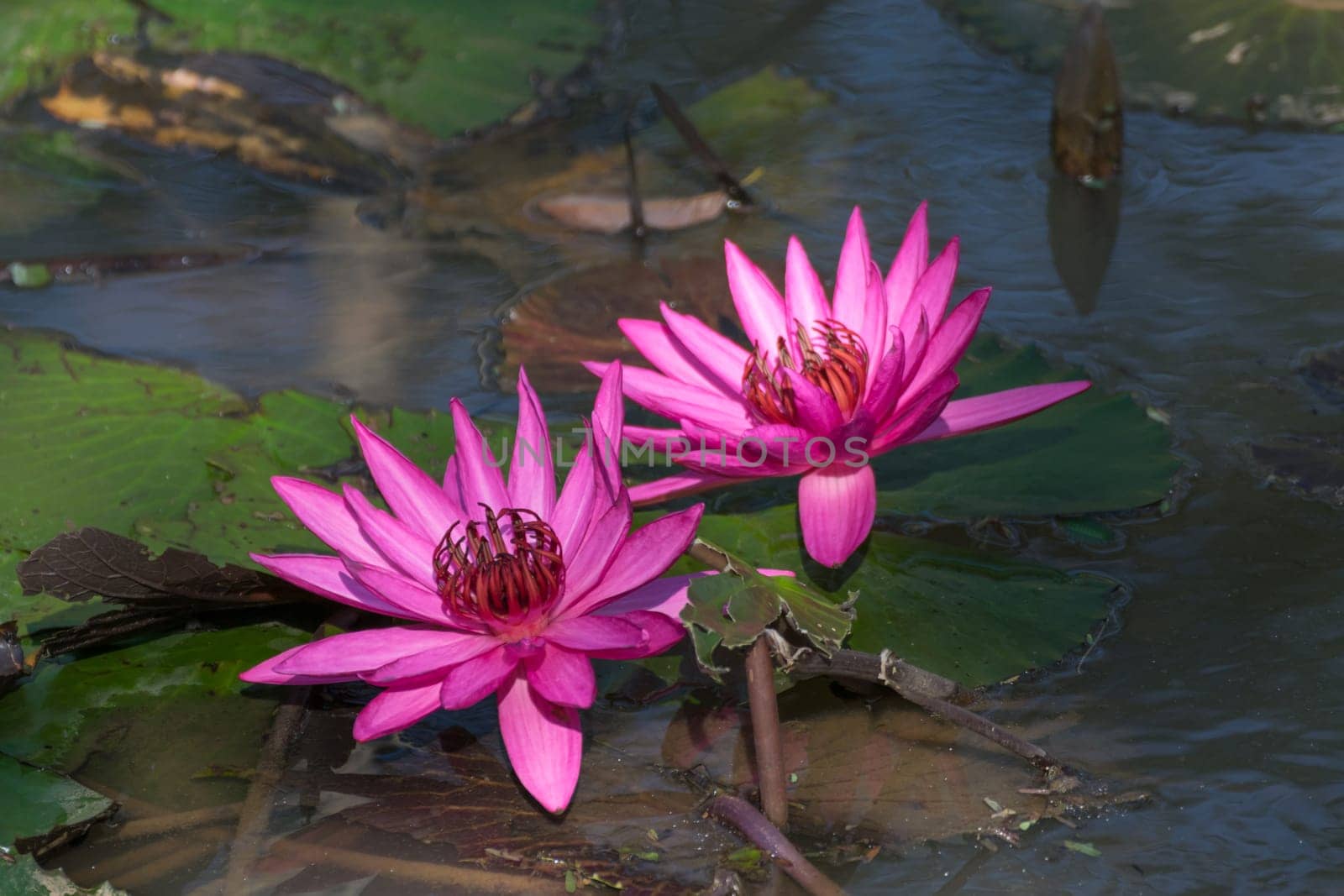 Lotus flower (Lotus or Nelumbo) purple, violet, white and pink color, Naturally beautiful flowers in the garden