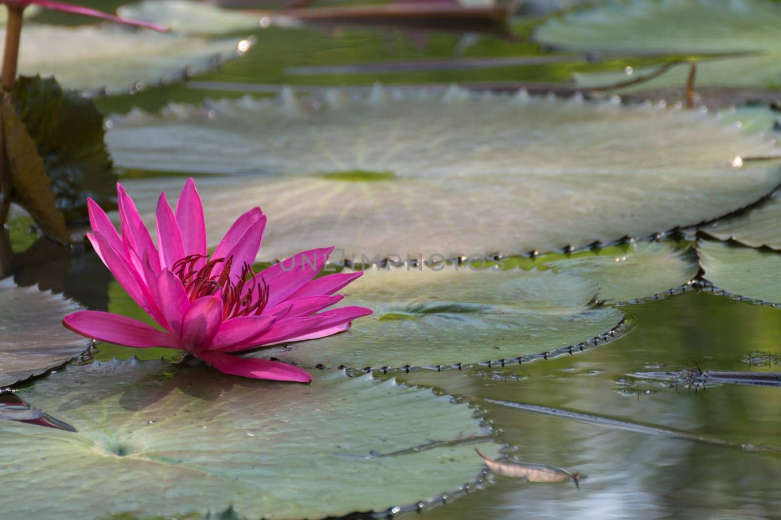 Lotus flower (Lotus or Nelumbo) purple, violet and pink color, Naturally beautiful flowers in the garden