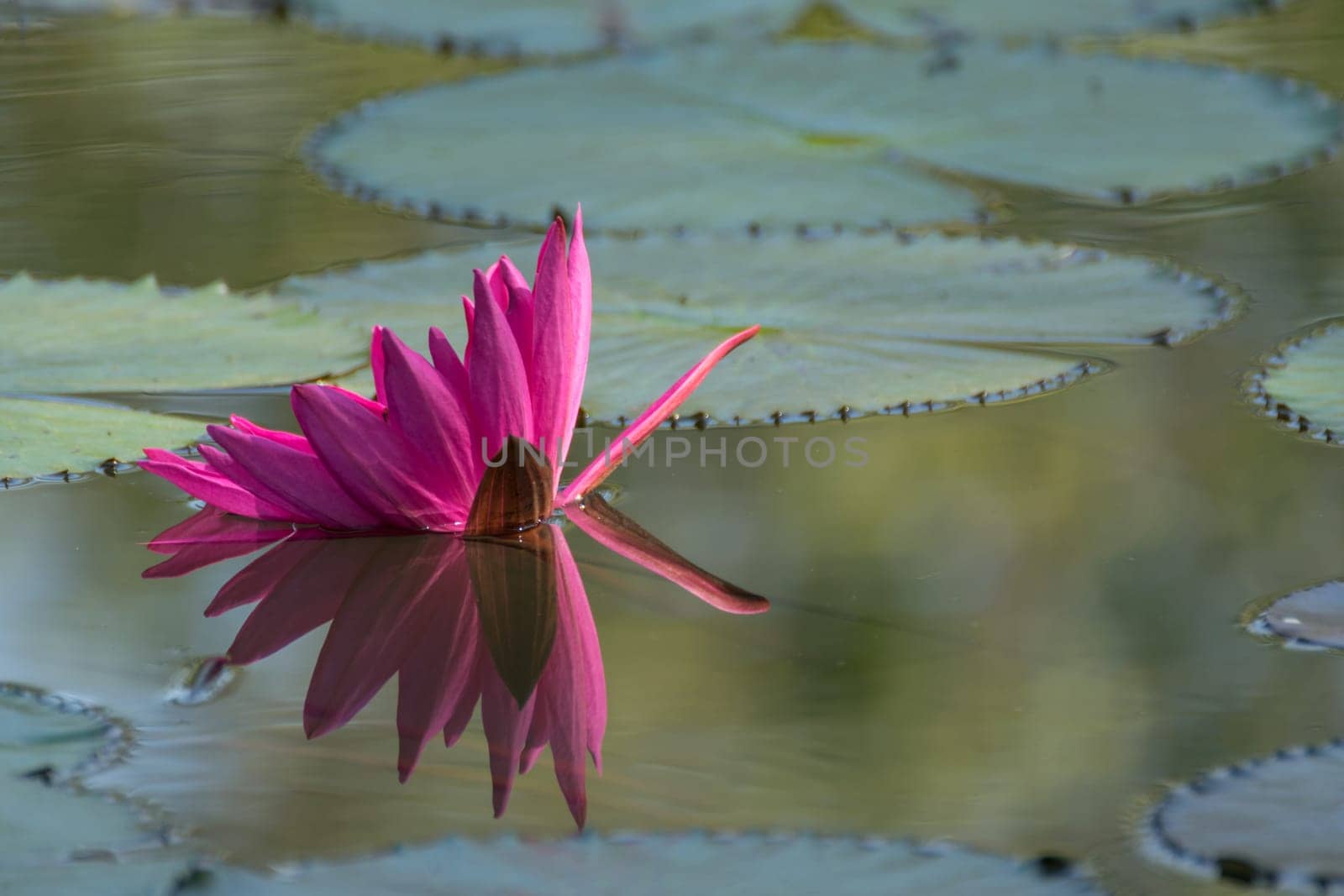 Lotus flower (Lotus or Nelumbo) purple, violet, white and pink color, Naturally beautiful flowers in the garden