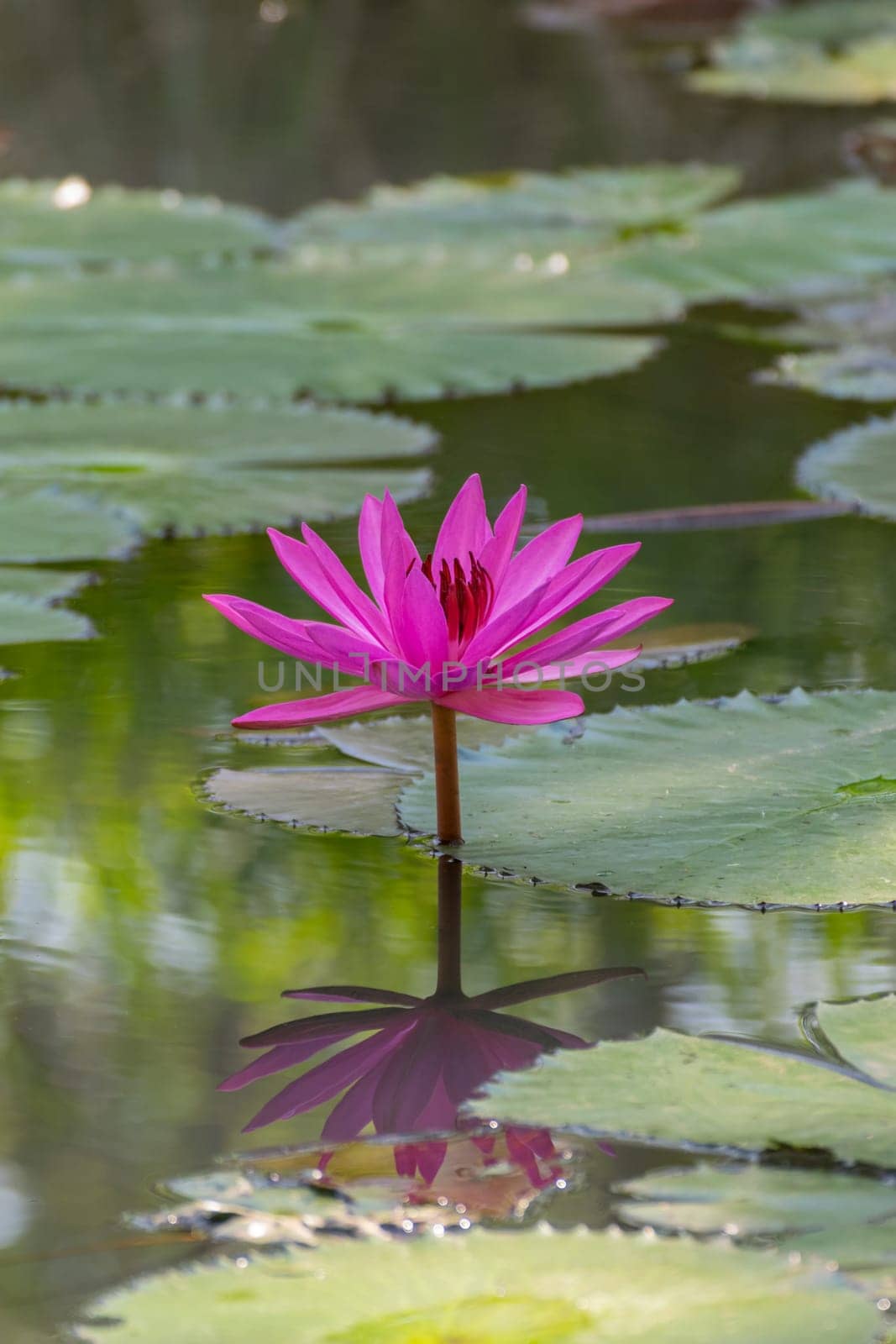 Lotus flower (Lotus or Nelumbo) purple, violet and pink color, Naturally beautiful flowers in the garden
