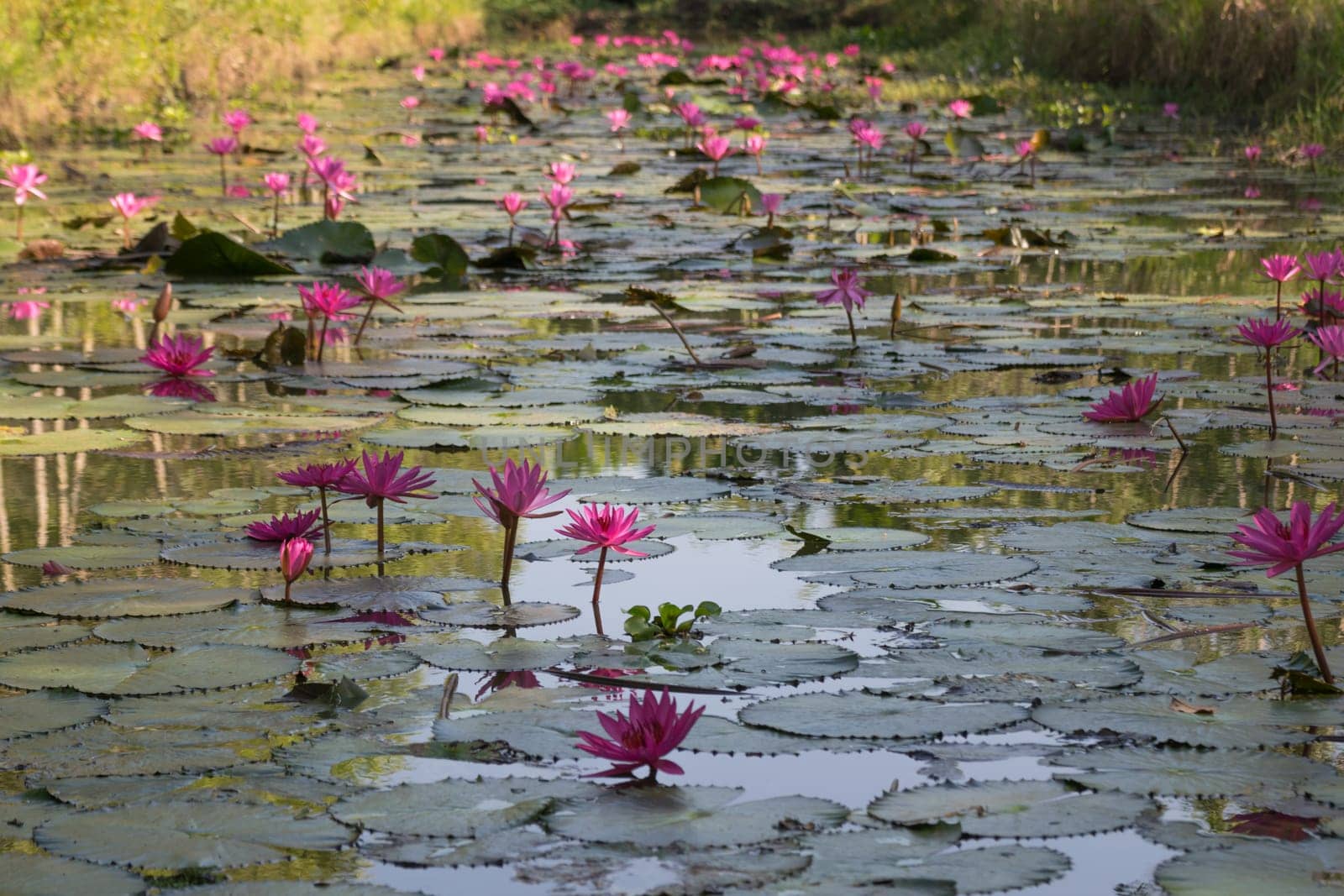 Lotus flower (Lotus or Nelumbo) purple, violet and pink color, Naturally beautiful flowers in the garden