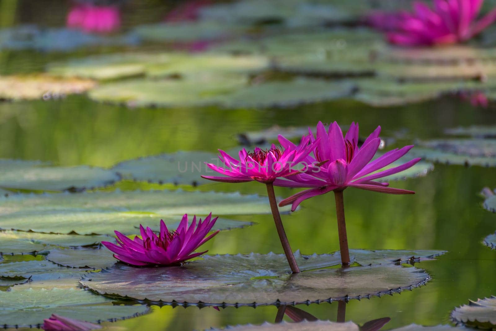 Lotus flower (Lotus or Nelumbo) purple, violet and pink color, Naturally beautiful flowers in the garden
