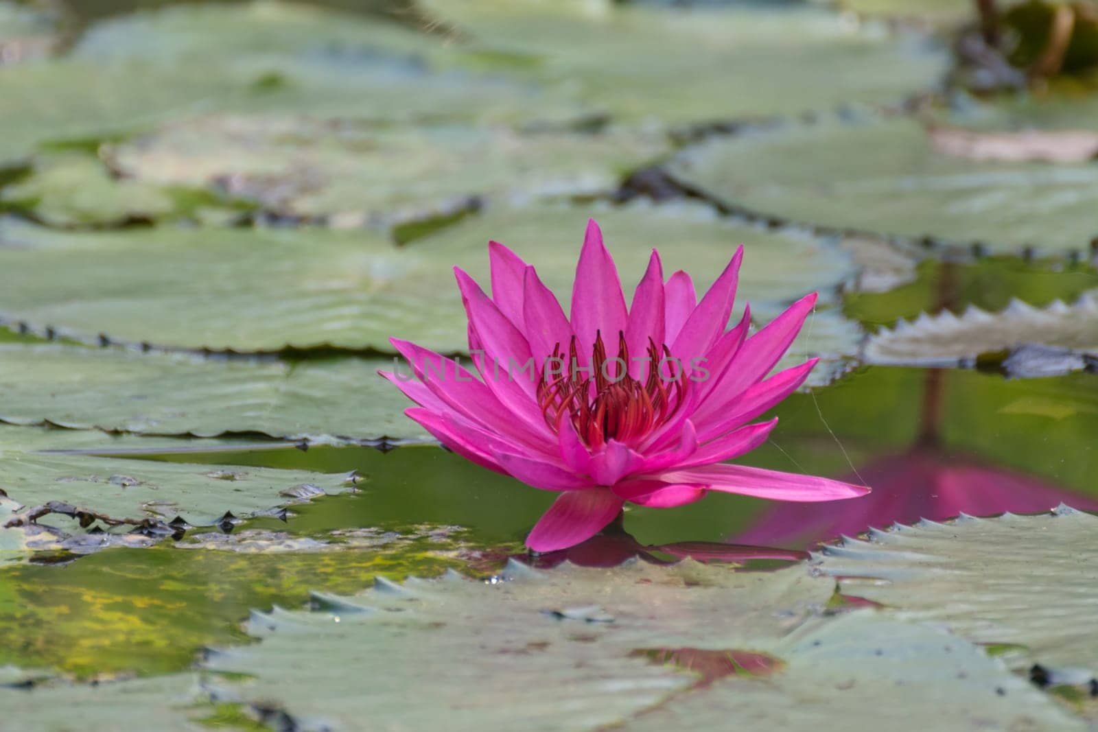 Lotus flower (Lotus or Nelumbo) purple, violet, white and pink color, Naturally beautiful flowers in the garden