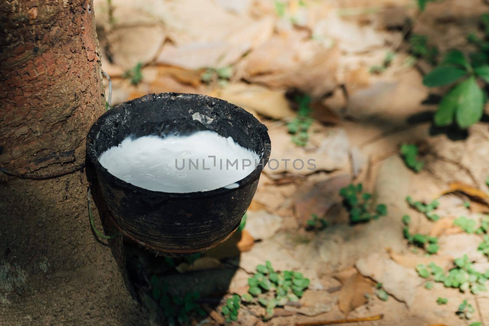Rubber tree with natural rubber in white milk color drop to the bowl or pot at rubber tree plantation natural latex is a agriculture harvesting for industry in Thailand
