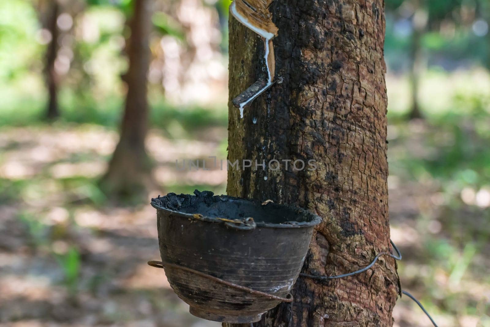 Rubber tree with natural rubber in white milk color drop to the bowl or pot at rubber tree plantation natural latex is a agriculture harvesting for industry in Thailand