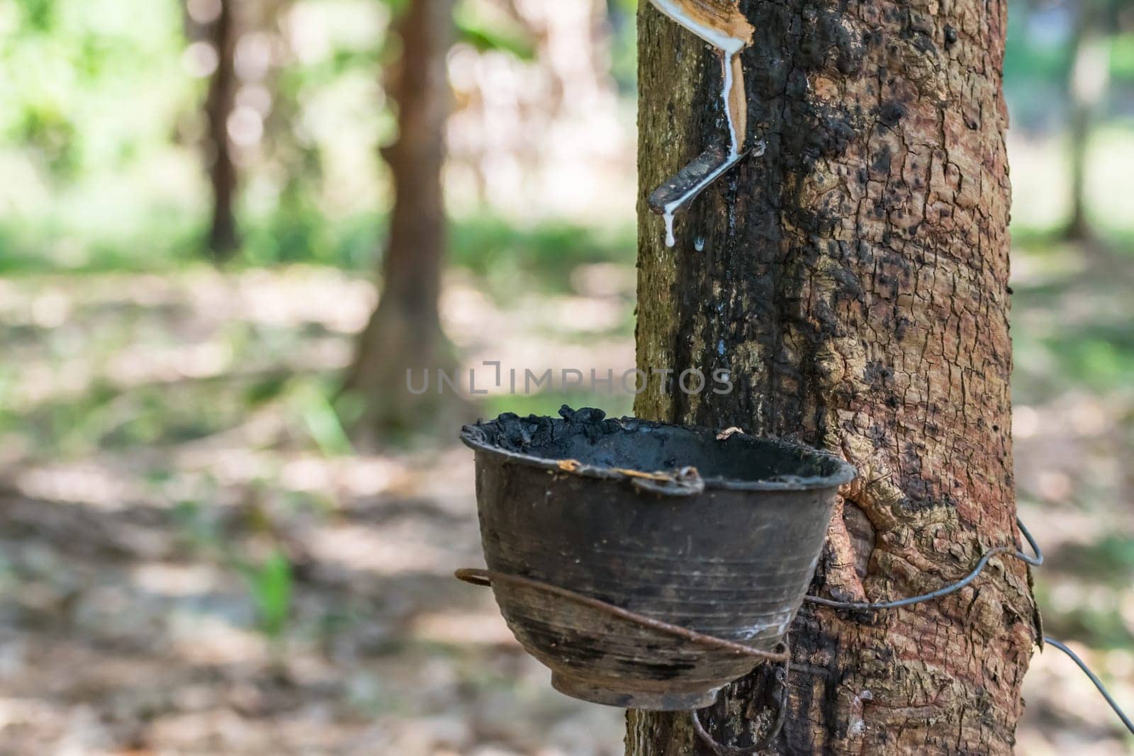 Rubber tree with natural rubber in white milk color drop to the bowl or pot at rubber tree plantation natural latex is a agriculture harvesting for industry in Thailand