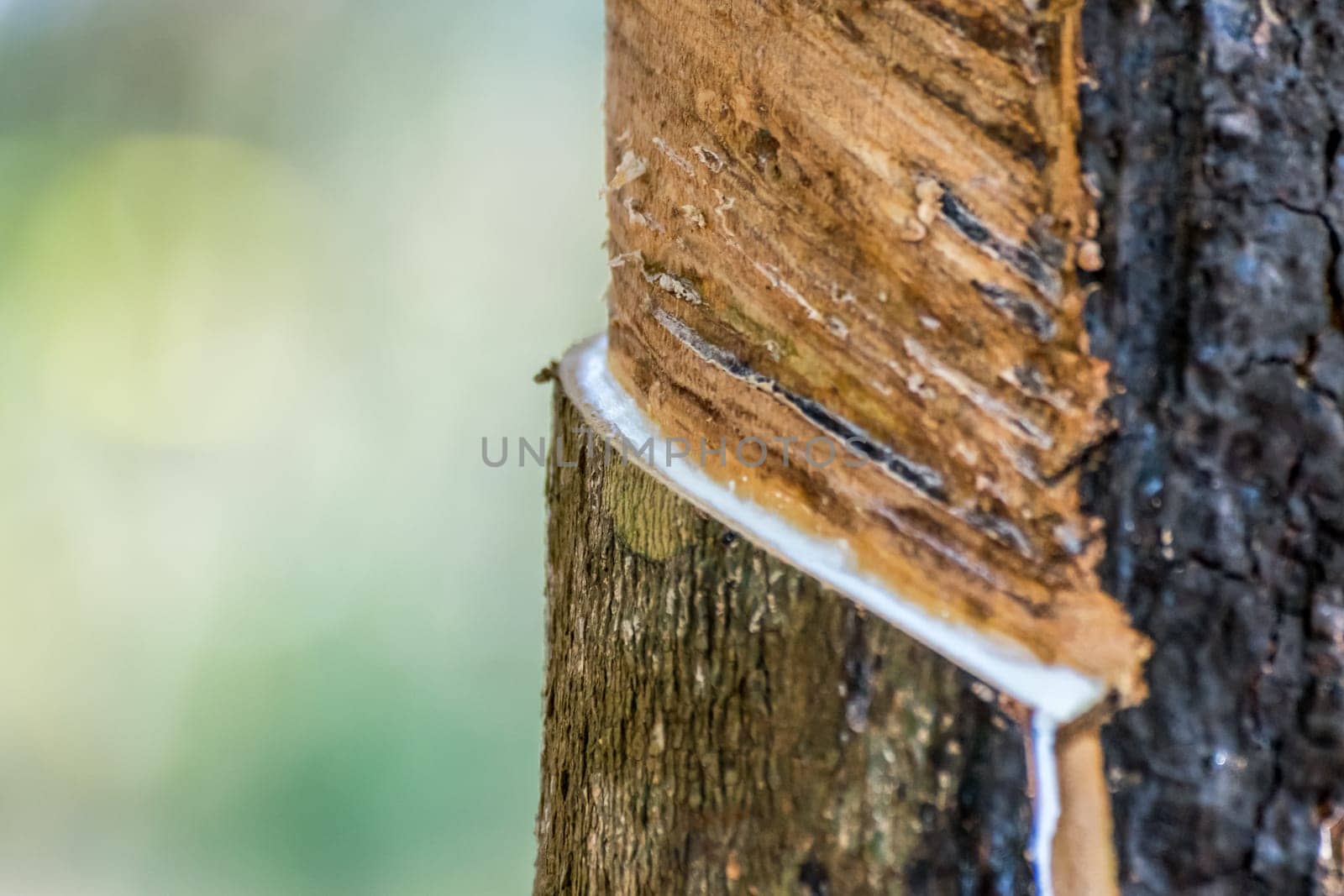 Rubber tree with natural rubber in white milk color drop to the bowl or pot at rubber tree plantation natural latex is a agriculture harvesting for industry in Thailand
