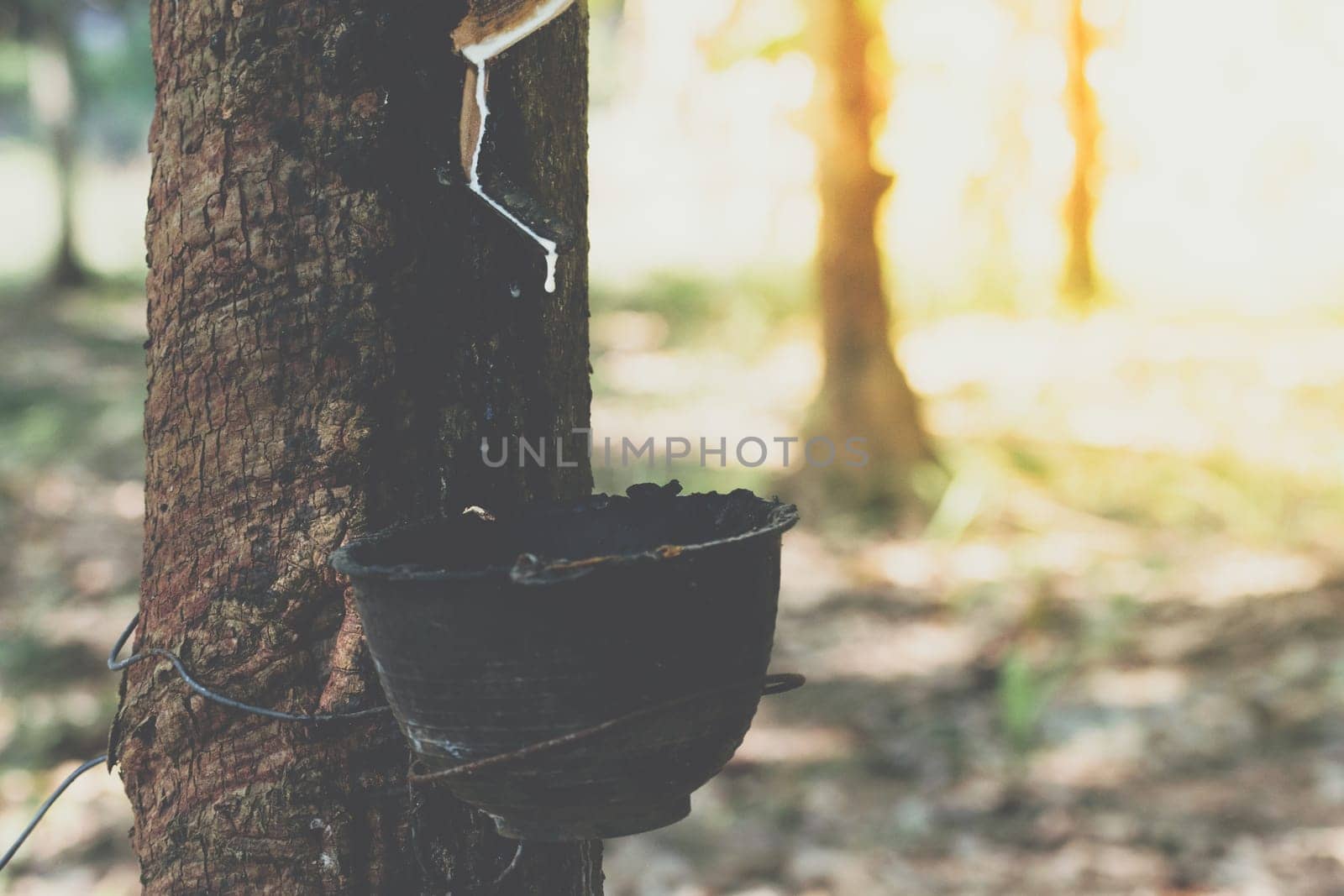 Rubber tree with natural rubber in white milk color drop to the bowl or pot at rubber tree plantation natural latex is a agriculture harvesting for industry in Thailand