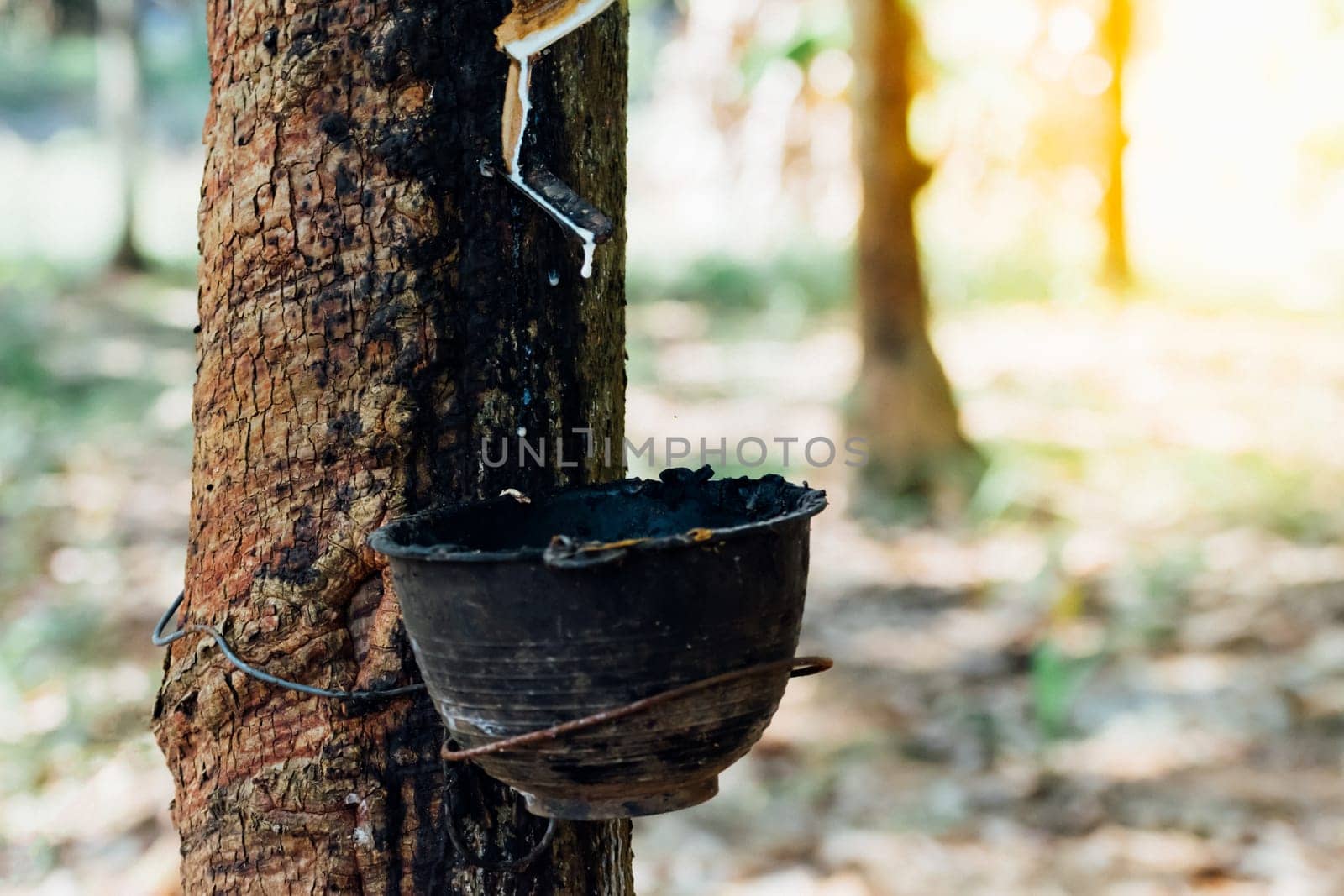 Rubber tree with natural rubber in white milk color drop to the bowl or pot at rubber tree plantation natural latex is a agriculture harvesting for industry in Thailand